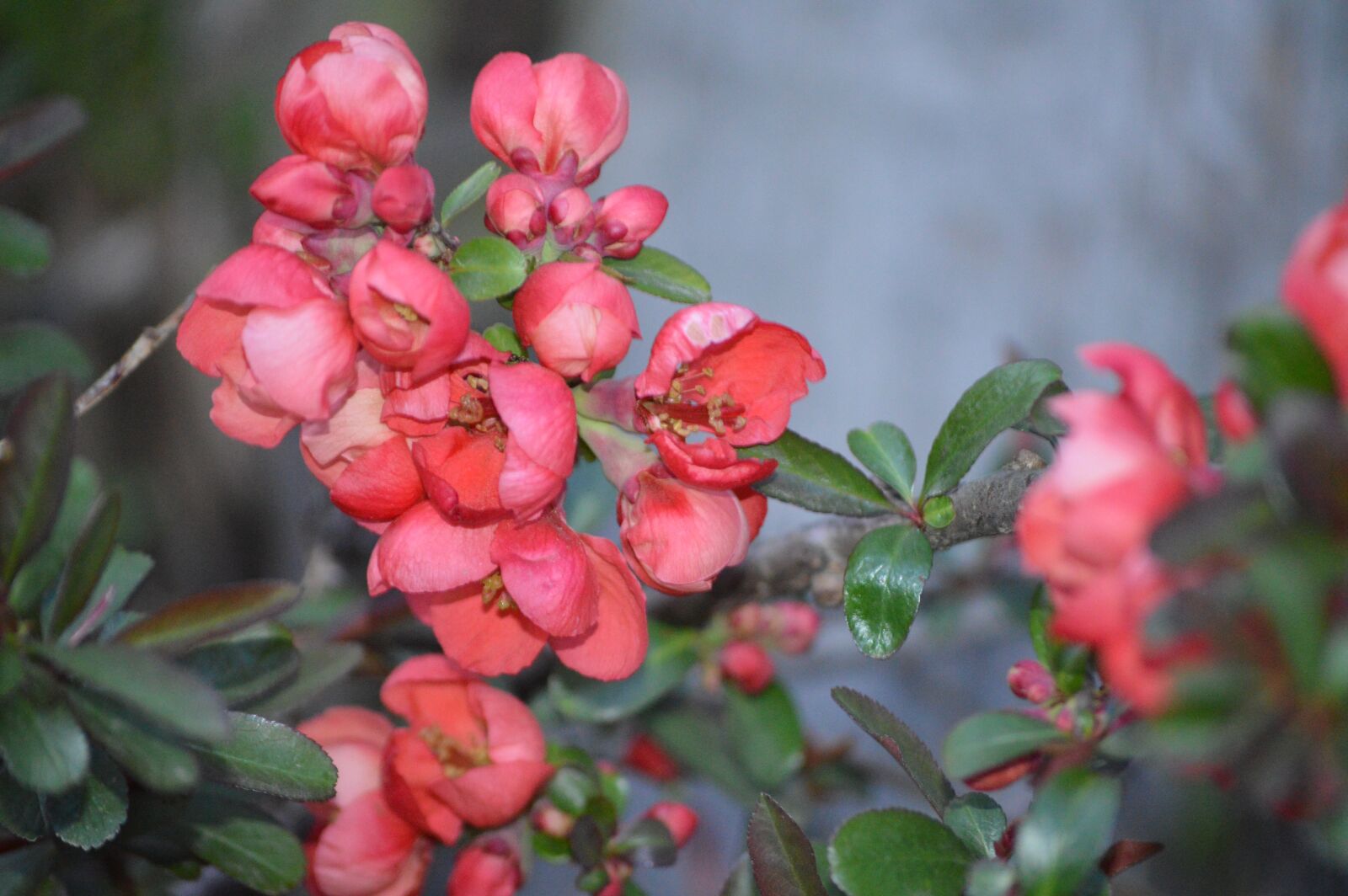 Nikon D3200 sample photo. Flowers, spring, nature photography