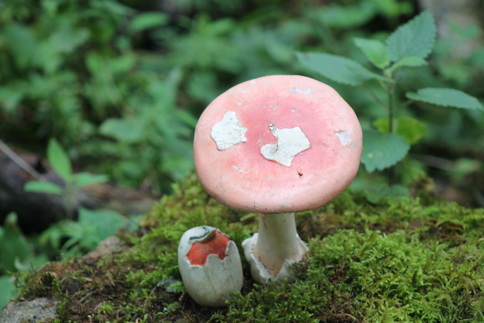 Canon EF75-300mm f/4-5.6 sample photo. Mushroom, red, toxic photography
