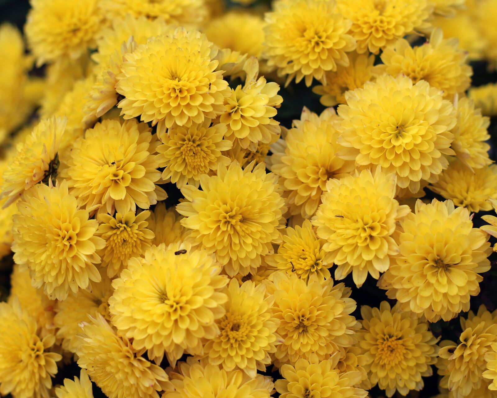 Canon EOS 700D (EOS Rebel T5i / EOS Kiss X7i) sample photo. Chrysanthemum, yellow flowers, nature photography