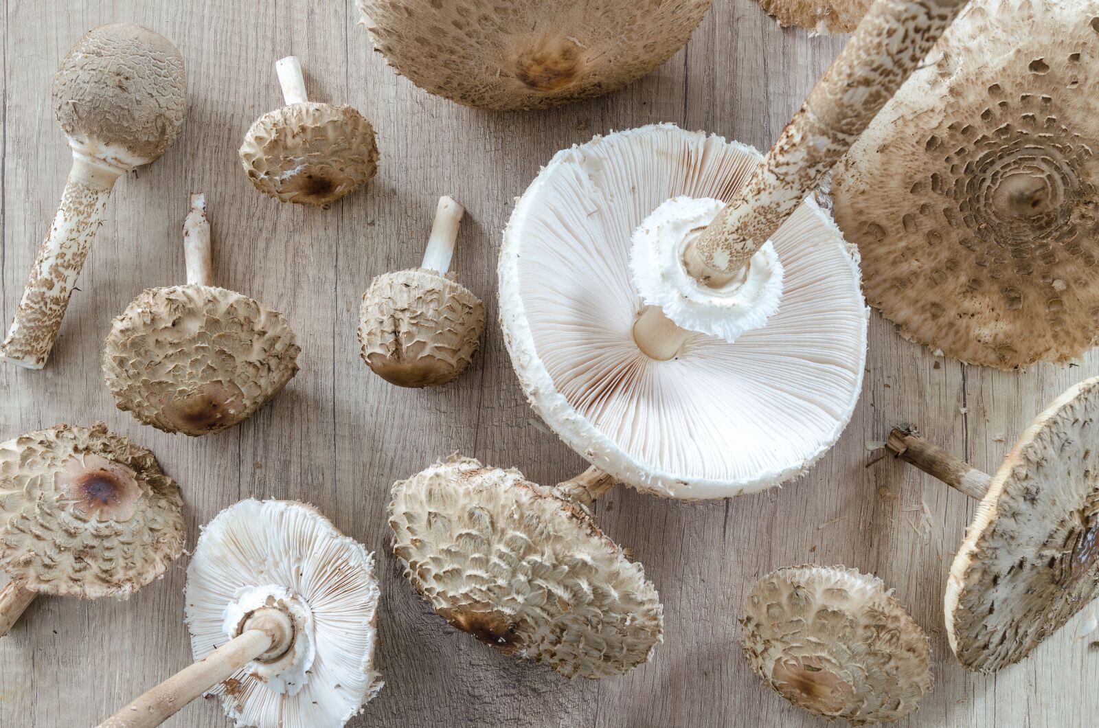 Nikon D5100 sample photo. Macrolepiota procera, parasol, collect photography