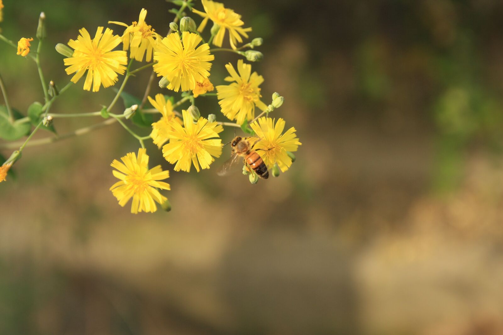 Canon EOS 40D sample photo. Flowers and bees, and photography