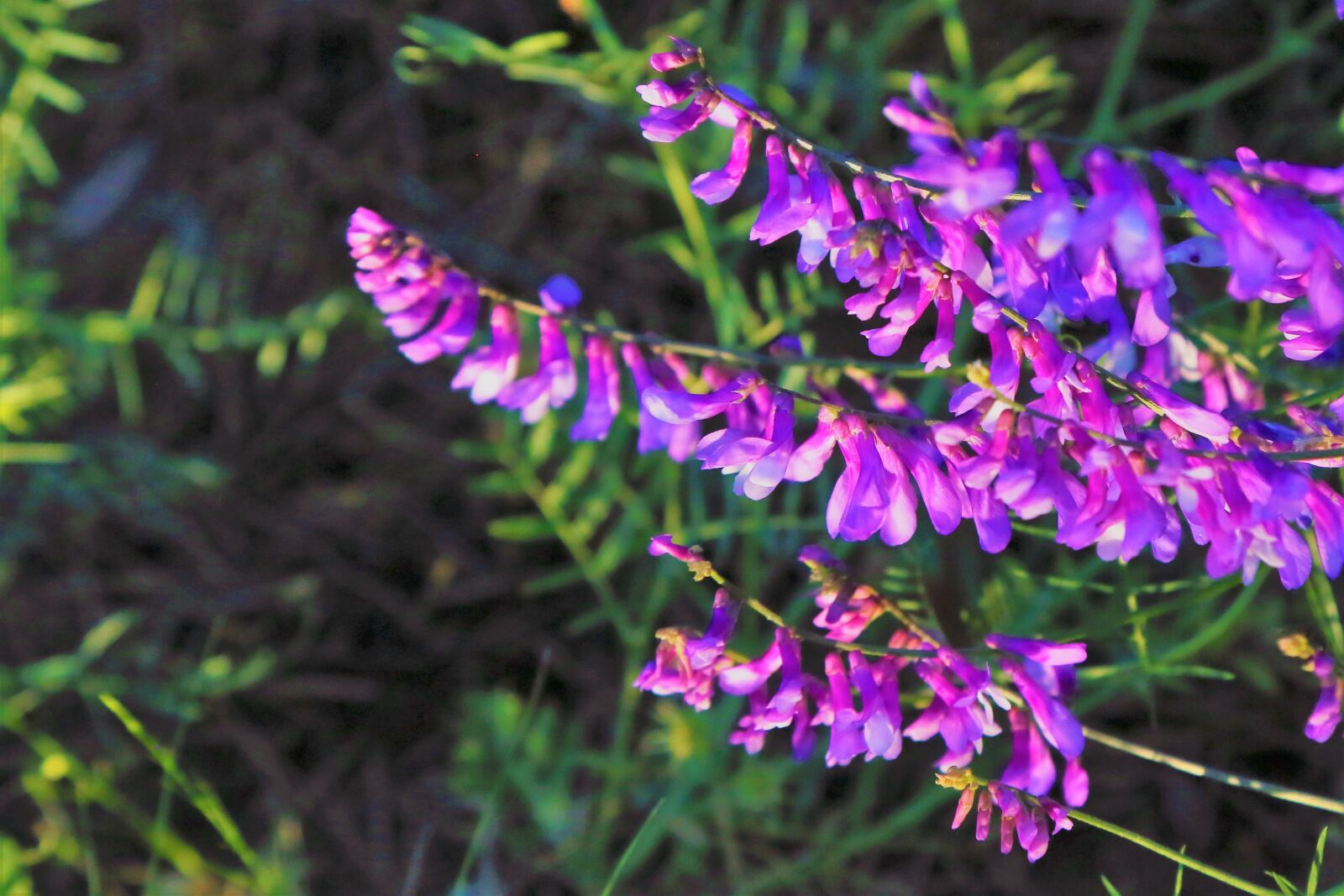 Canon EF 24-105mm F4L IS USM sample photo. Flower, spring, nature photography