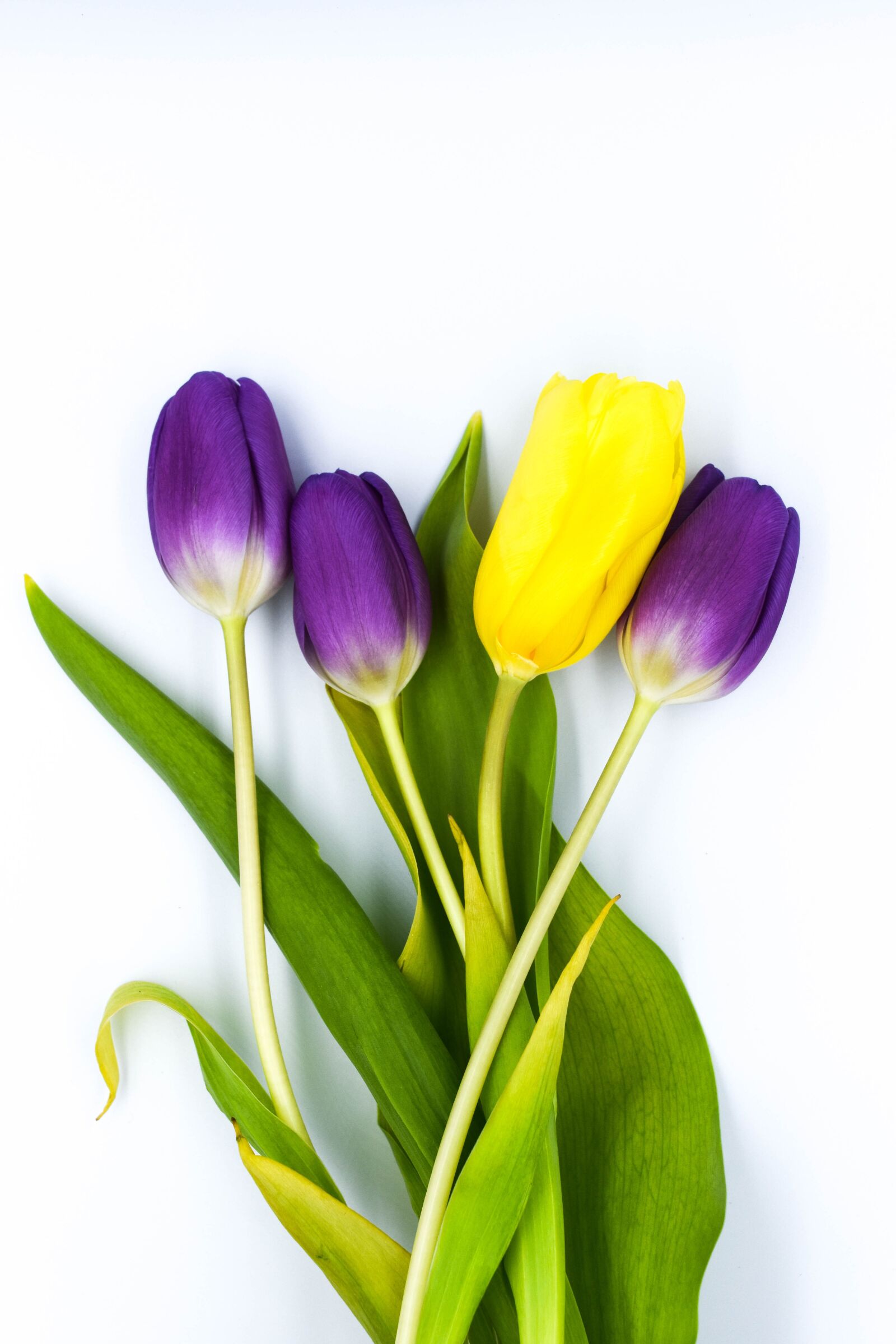 Nikon D7200 sample photo. Nature, easter, flower photography