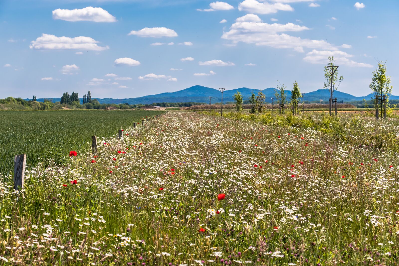 Canon PowerShot G3 X sample photo. Flower meadow, meadow, mountains photography
