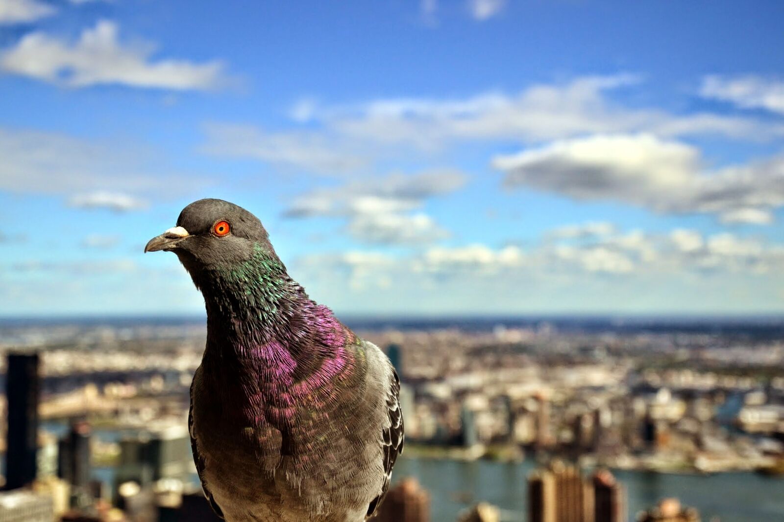 Nikon D3100 sample photo. Empire, state, building, new photography