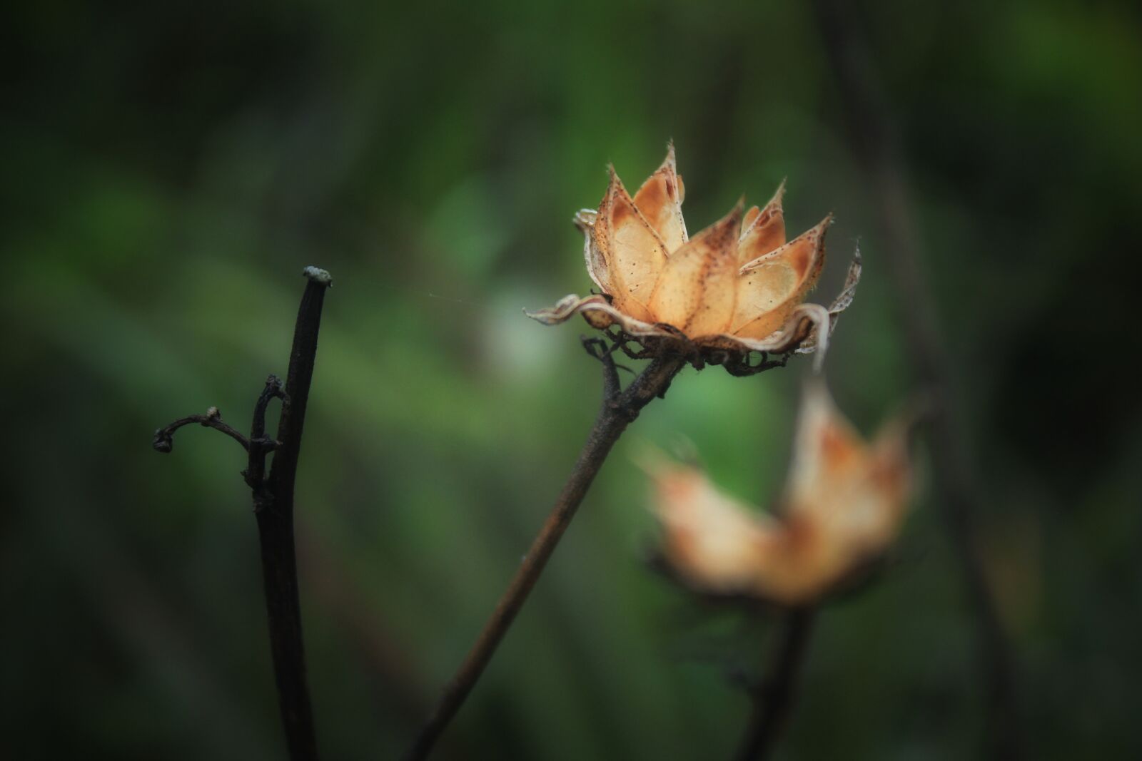 Canon EOS 1300D (EOS Rebel T6 / EOS Kiss X80) sample photo. Flowers, dry, yellow photography