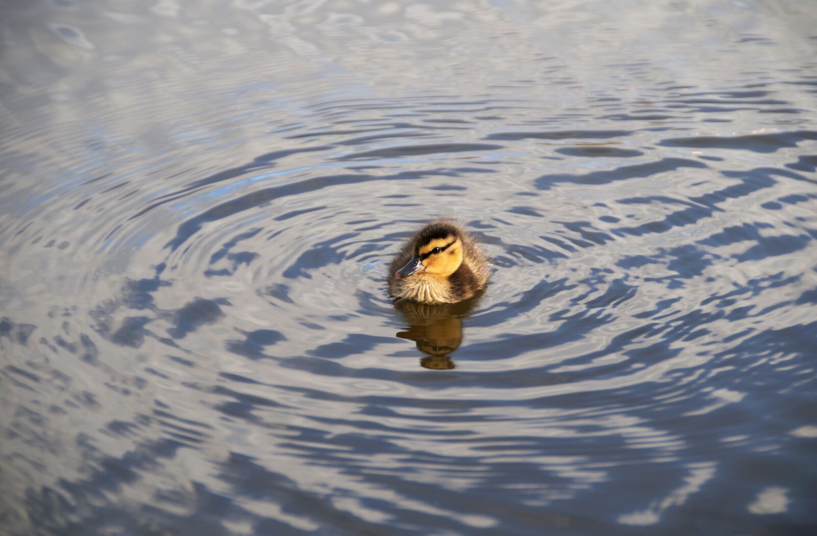 Sony SLT-A58 sample photo. Duck, wild, duckling photography