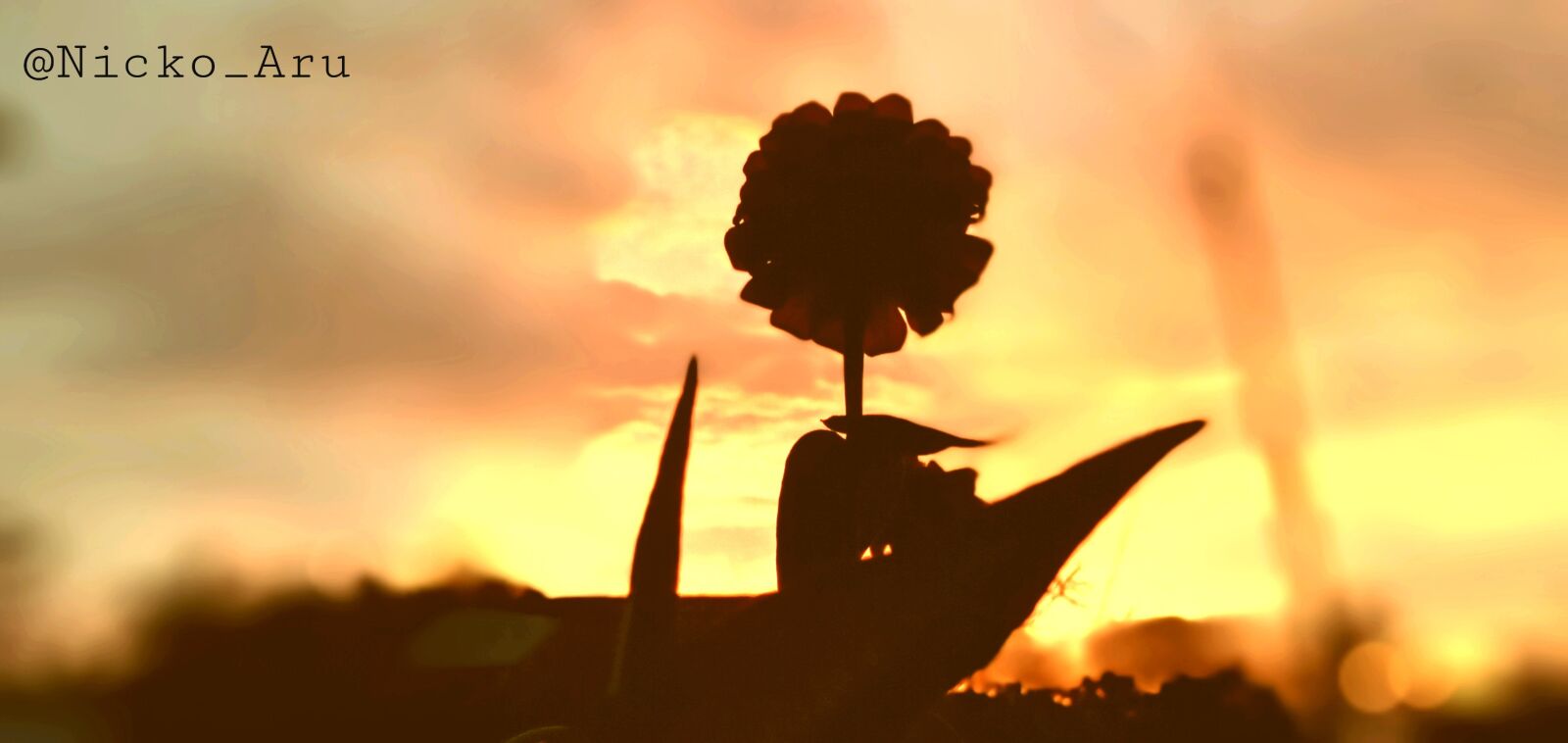 Samsung SM-A107F sample photo. Sunset sun flower, samsung photography