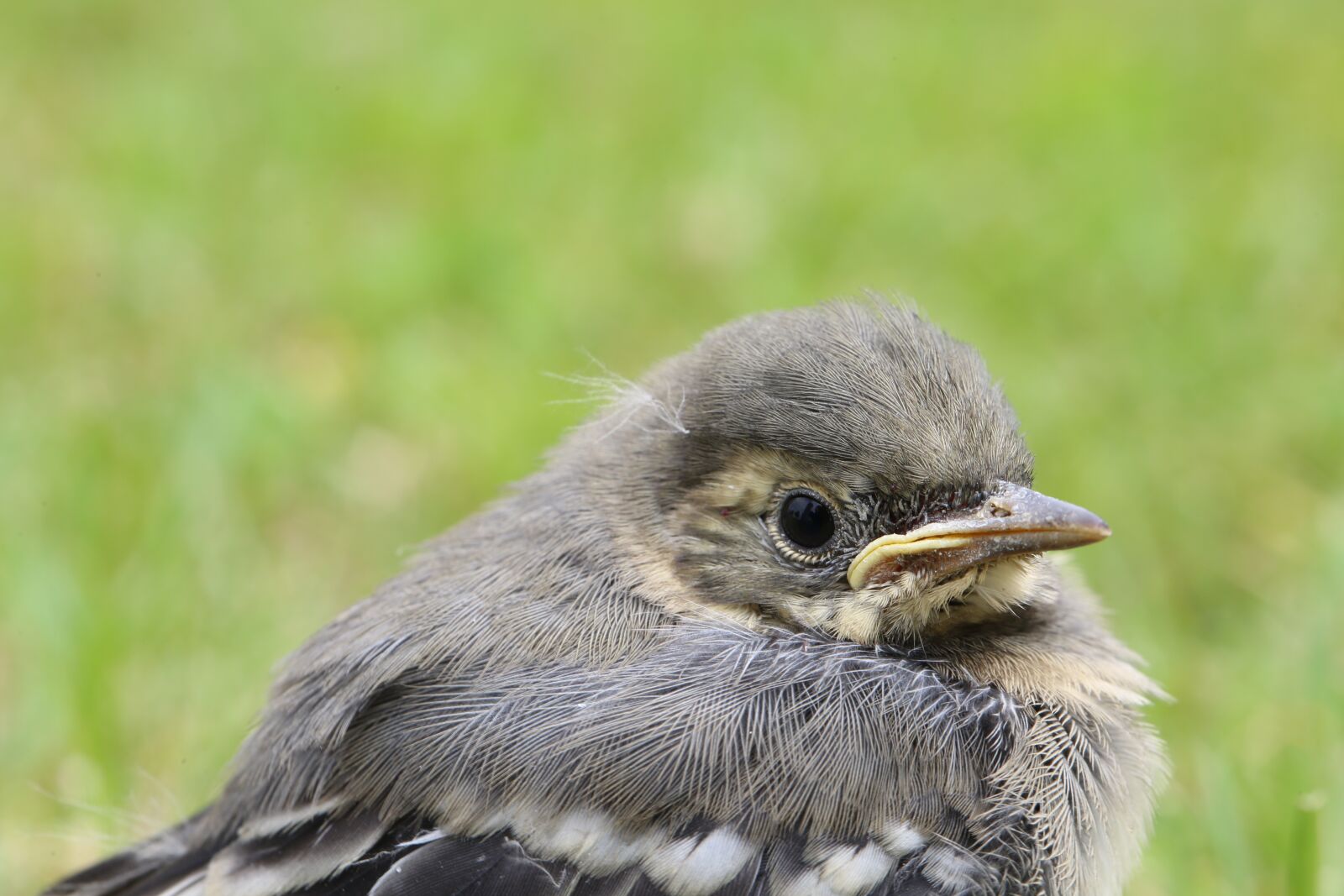 Canon EF 100mm F2.8L Macro IS USM sample photo. Bird, baby, fluffy photography