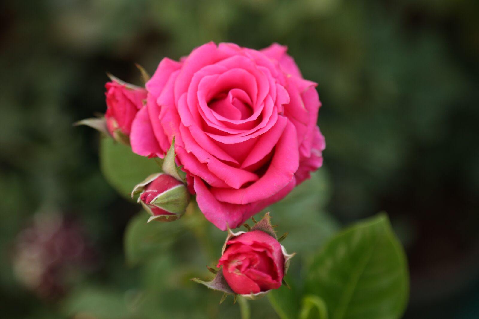 Canon EOS 6D + Canon EF 24-105mm F4L IS USM sample photo. Flower, rose, nature photography