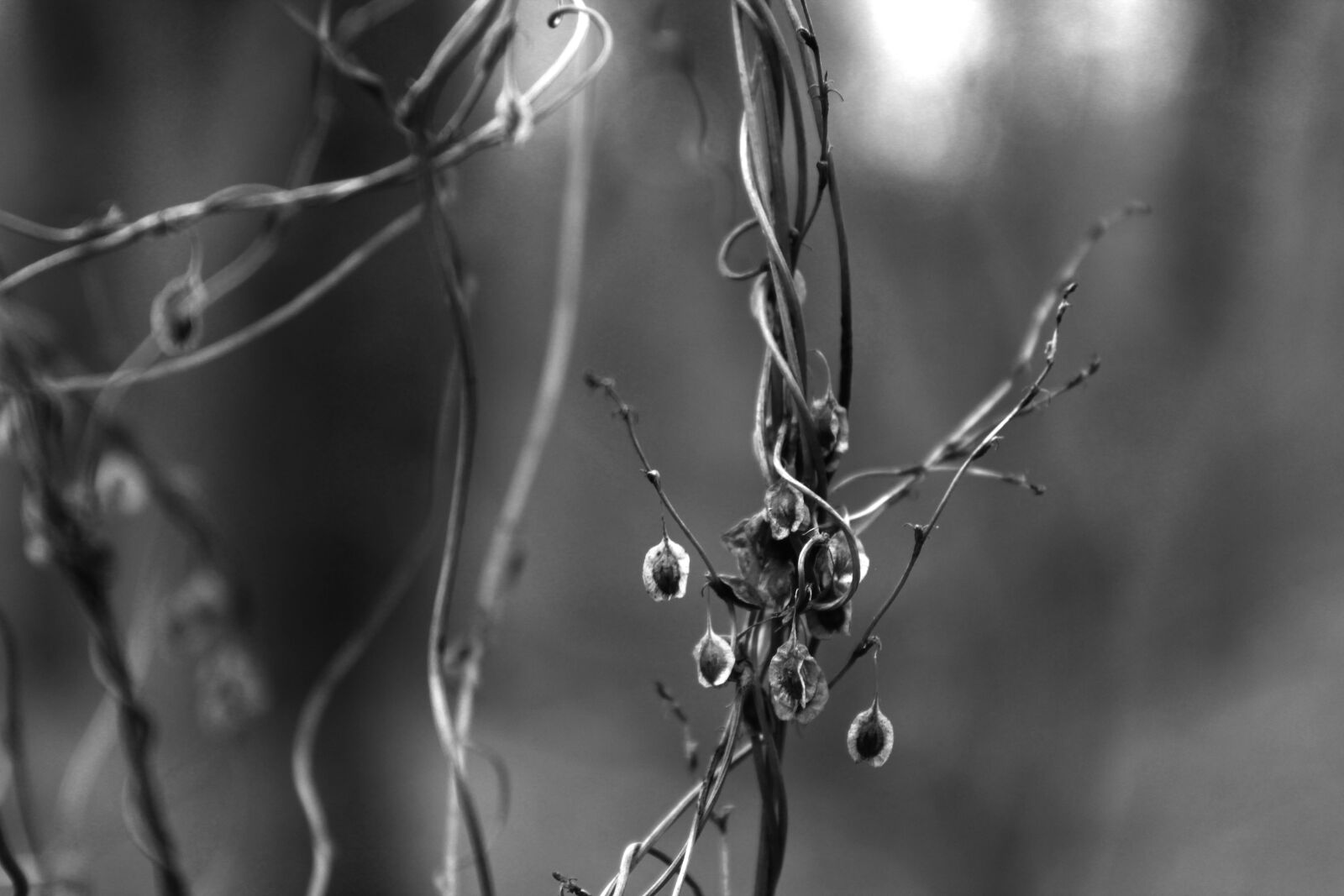Canon EOS 1300D (EOS Rebel T6 / EOS Kiss X80) sample photo. Background, black, branch, forest photography