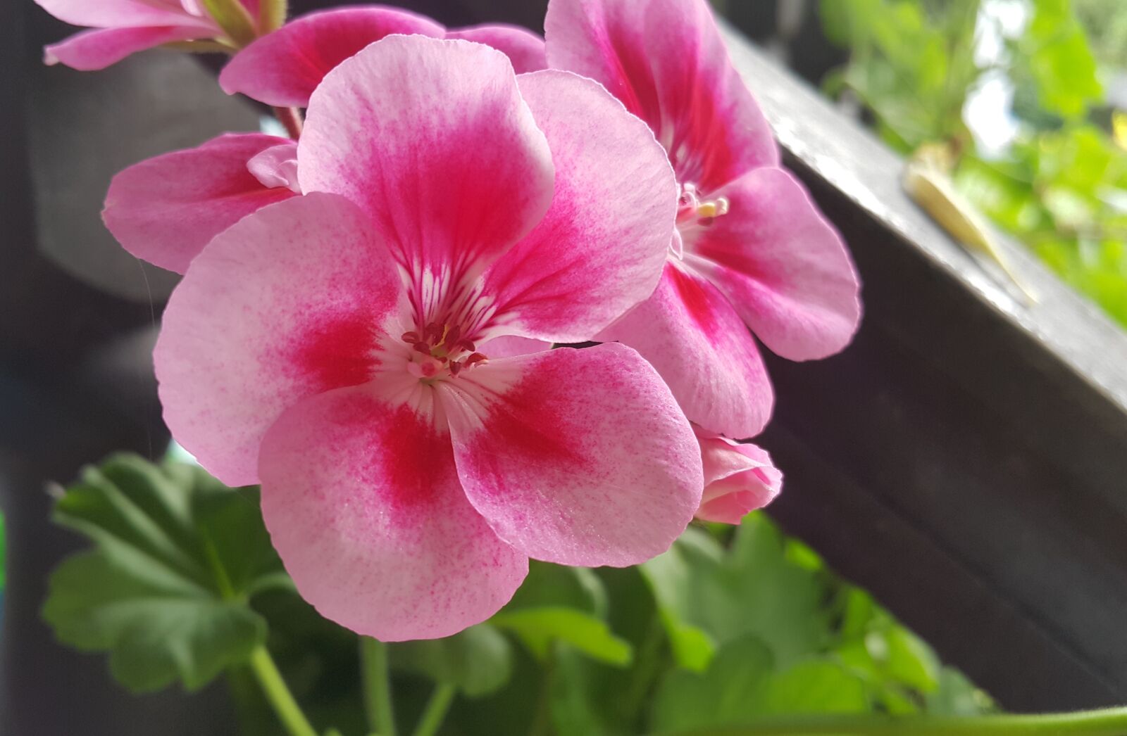 Samsung Galaxy Note4 sample photo. Flower, nature, plant photography