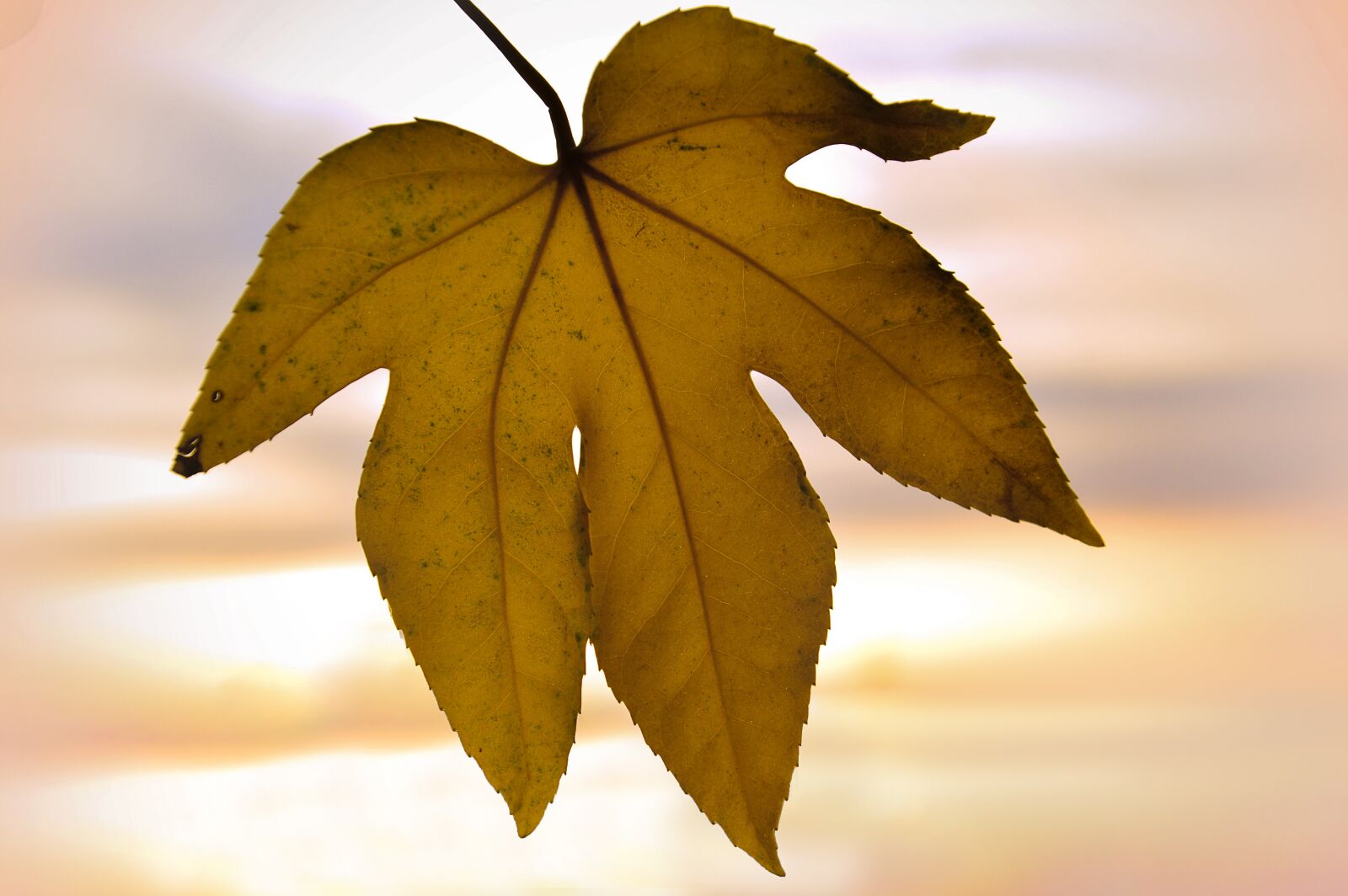 Nikon D3200 sample photo. Agriculture, autumn, background photography