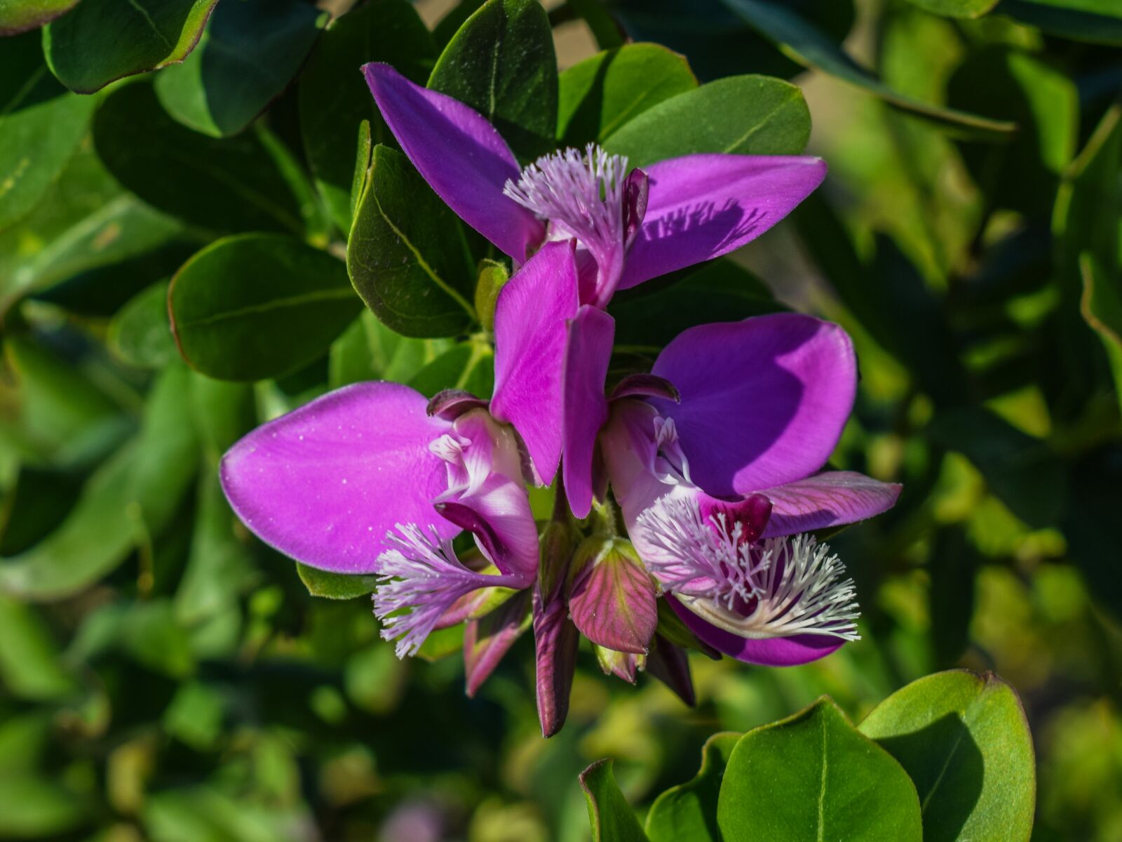 Nikon D3300 sample photo. Flower, purple, nature photography