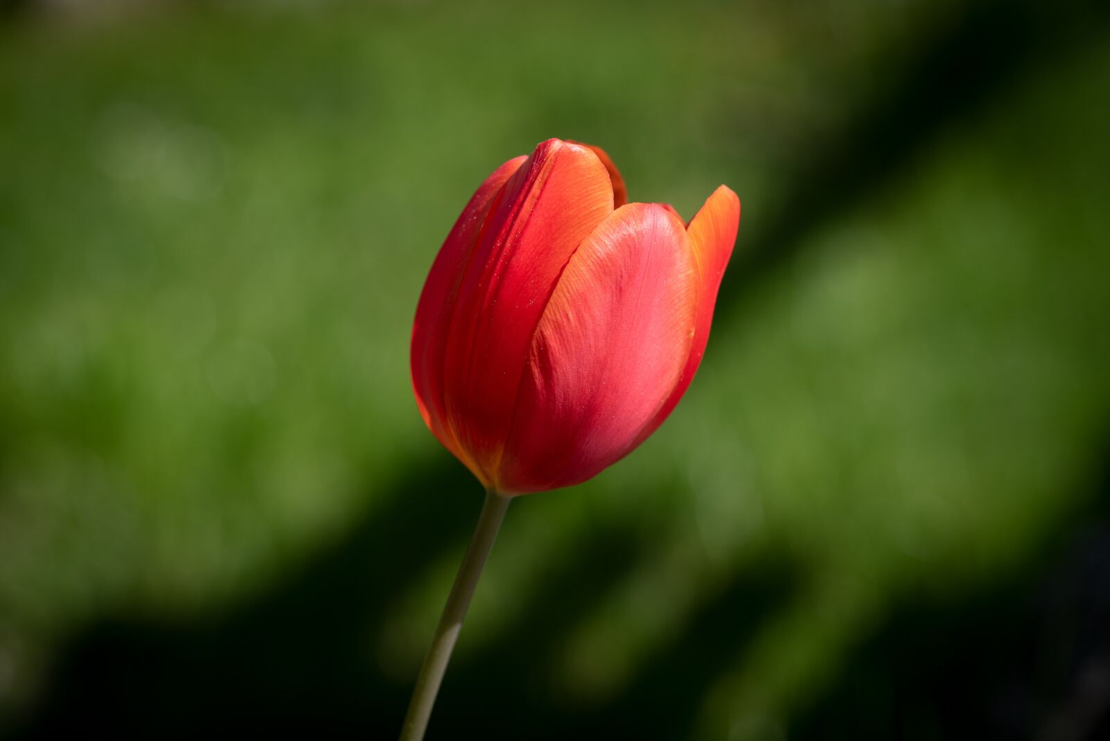 Nikon D750 sample photo. Tulip, flower, blossom photography