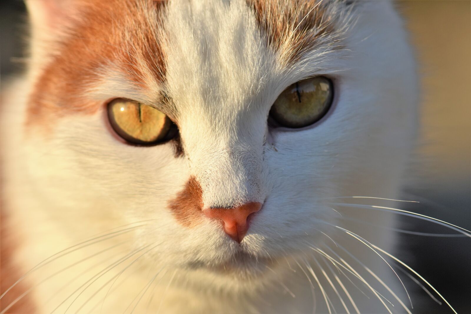 Nikon D5500 sample photo. Cat, domestic cat, pet photography