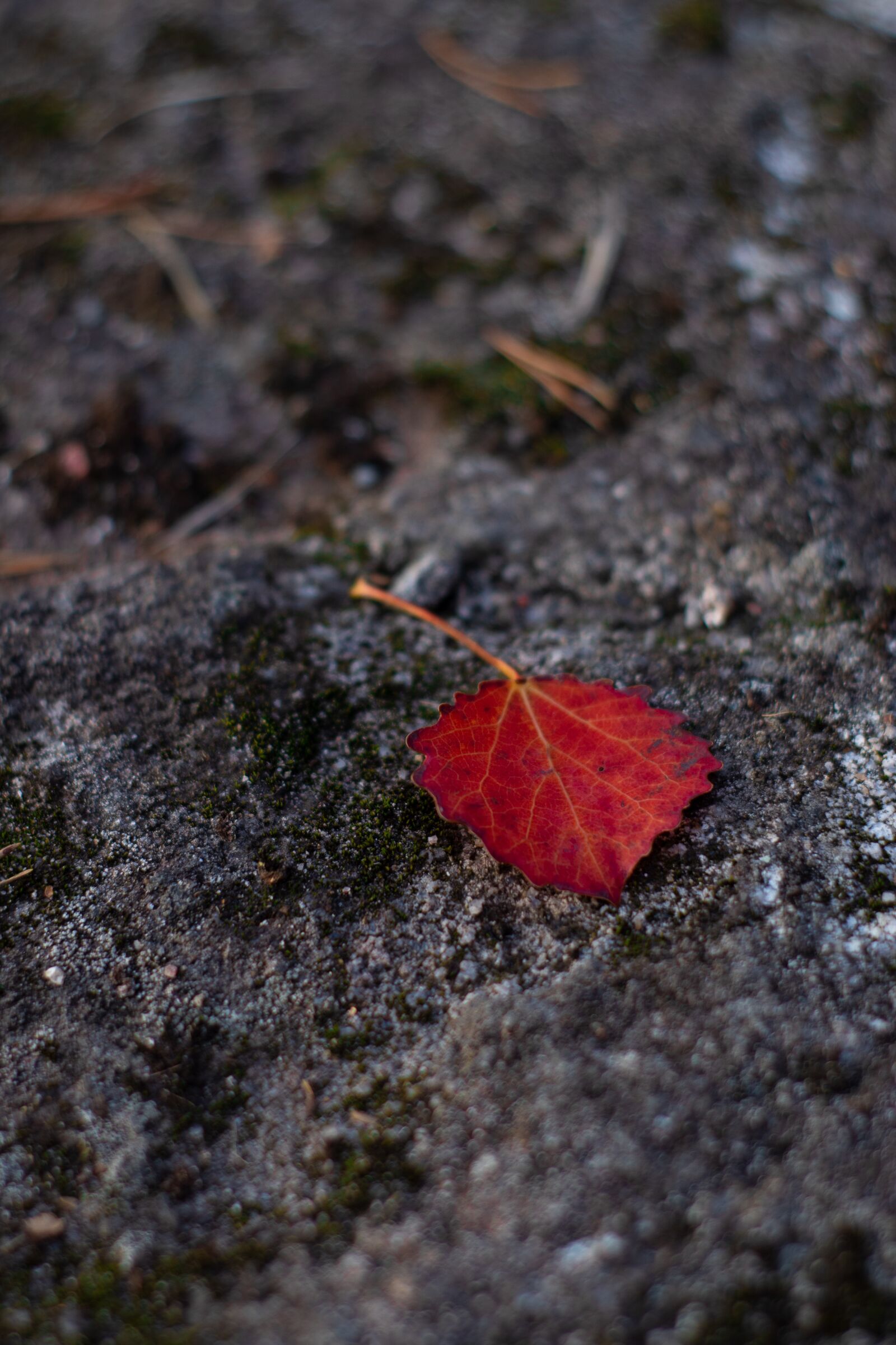 Canon EOS 200D (EOS Rebel SL2 / EOS Kiss X9) sample photo. Leaf, foliage, autumn photography
