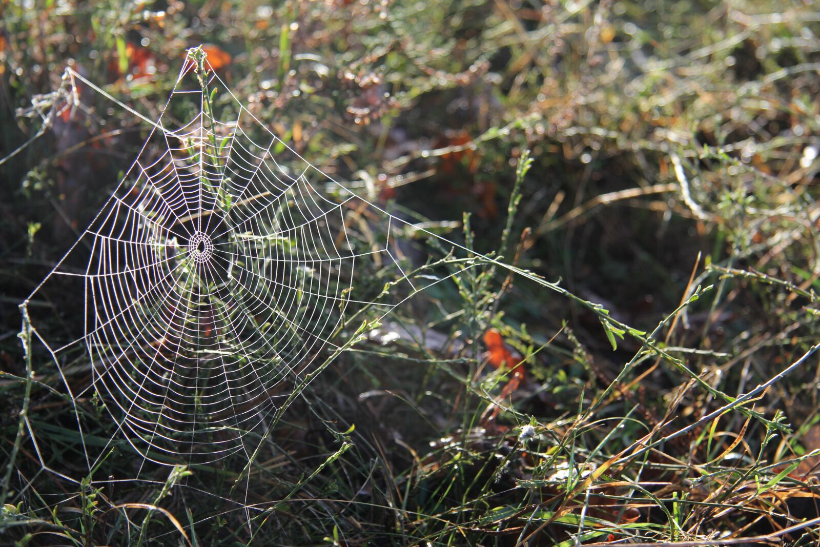 Canon EF-S 17-85mm F4-5.6 IS USM sample photo. Web, spider, nature photography