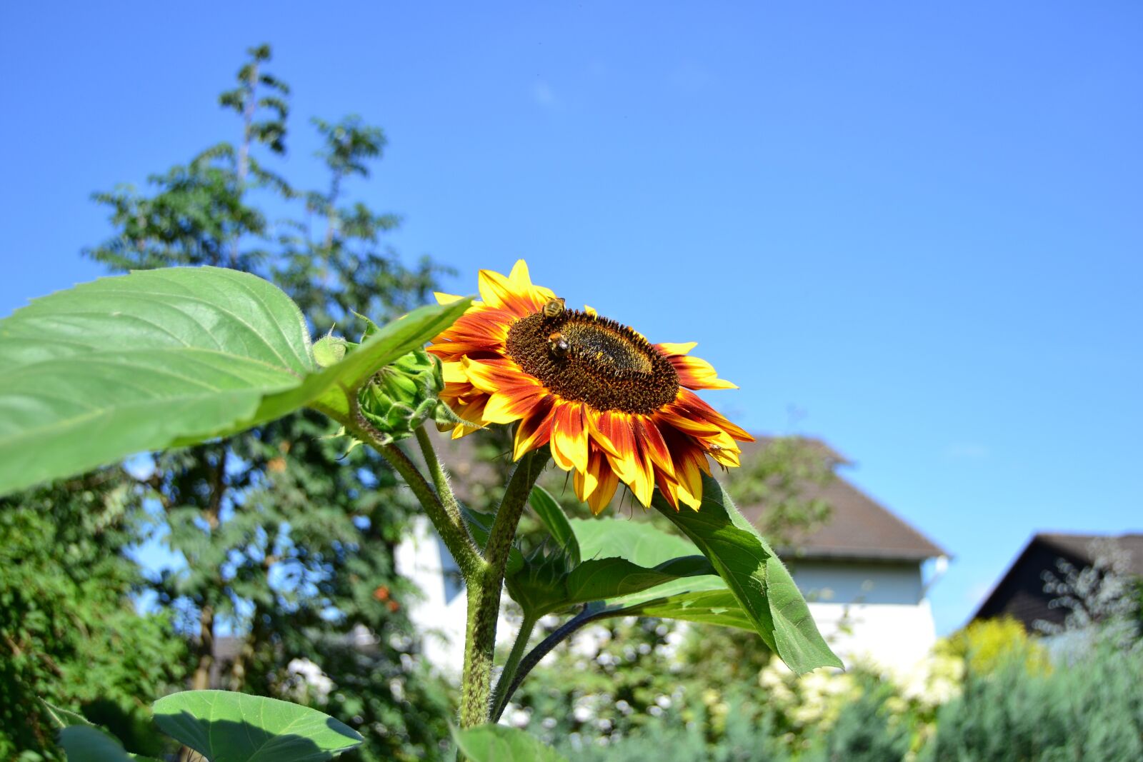 Nikon D3100 sample photo. Sunflower, flower, summer photography