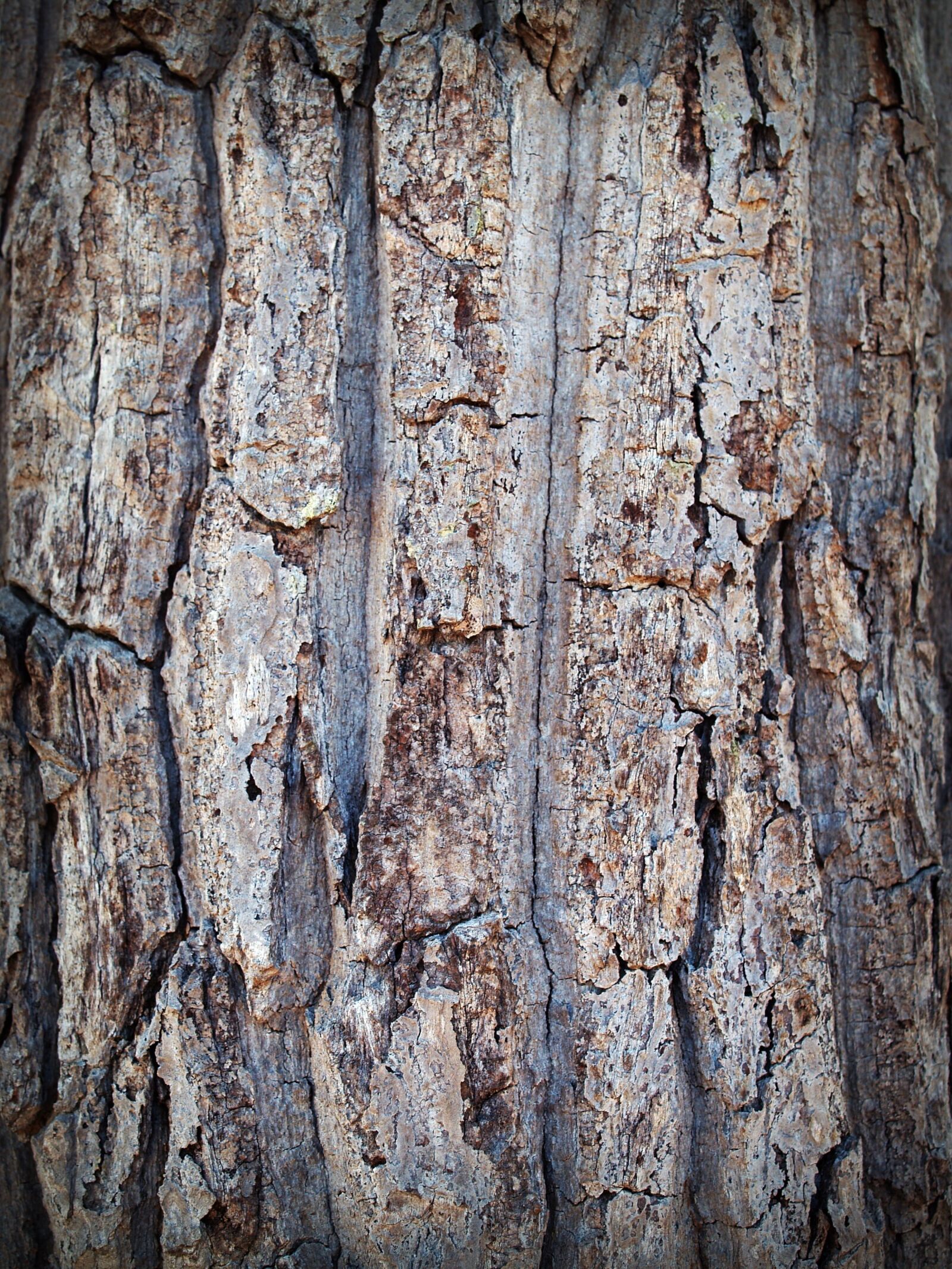 Olympus E-300 (EVOLT E-300) sample photo. Bark, tree, wood photography