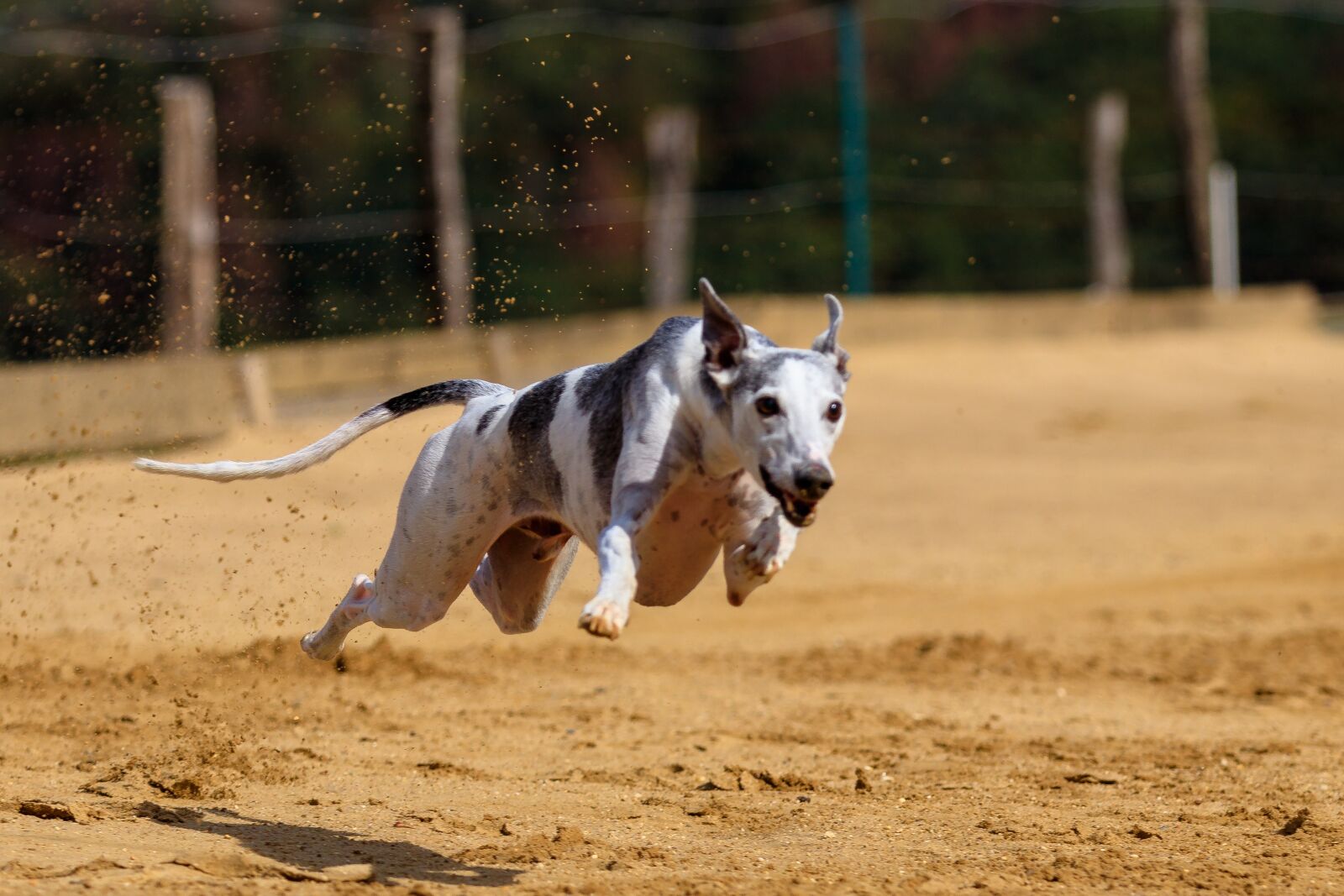 Canon EOS 80D sample photo. Dog, greyhound, pet photography