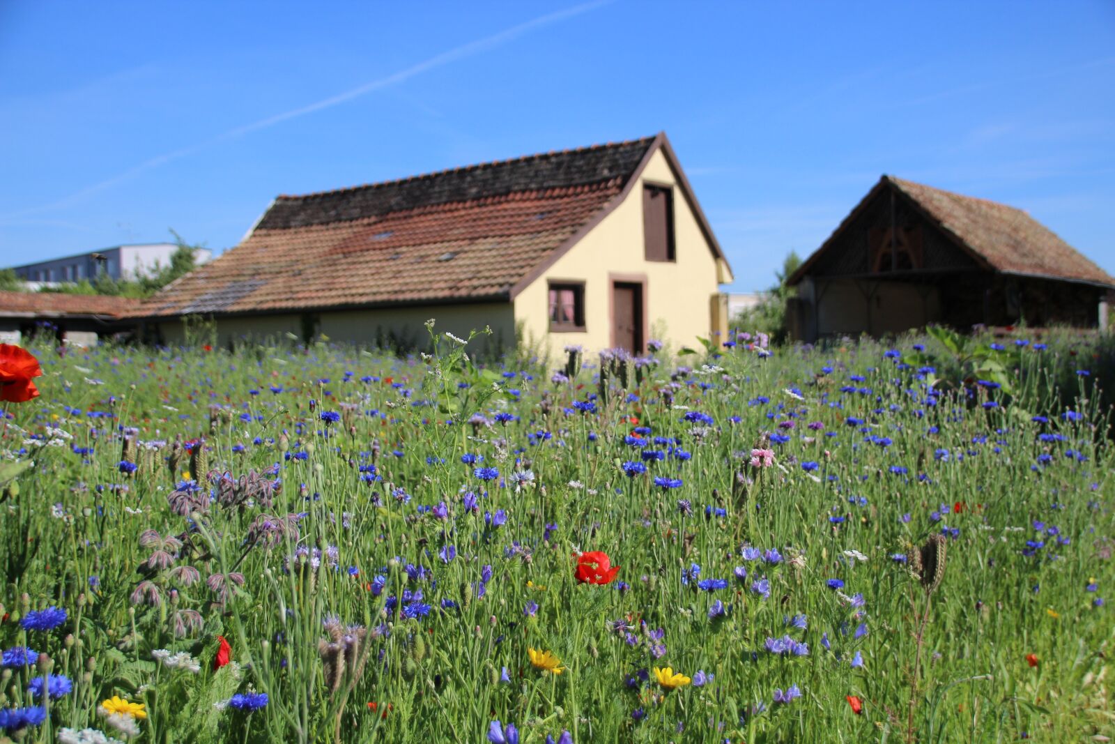 Canon EOS 1200D (EOS Rebel T5 / EOS Kiss X70 / EOS Hi) sample photo. Country house, flowers, house photography