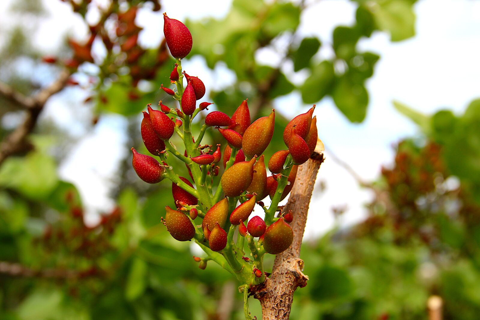 Canon EOS 4000D (EOS Rebel T100 / EOS 3000D) sample photo. Pistachio, nut, plant photography