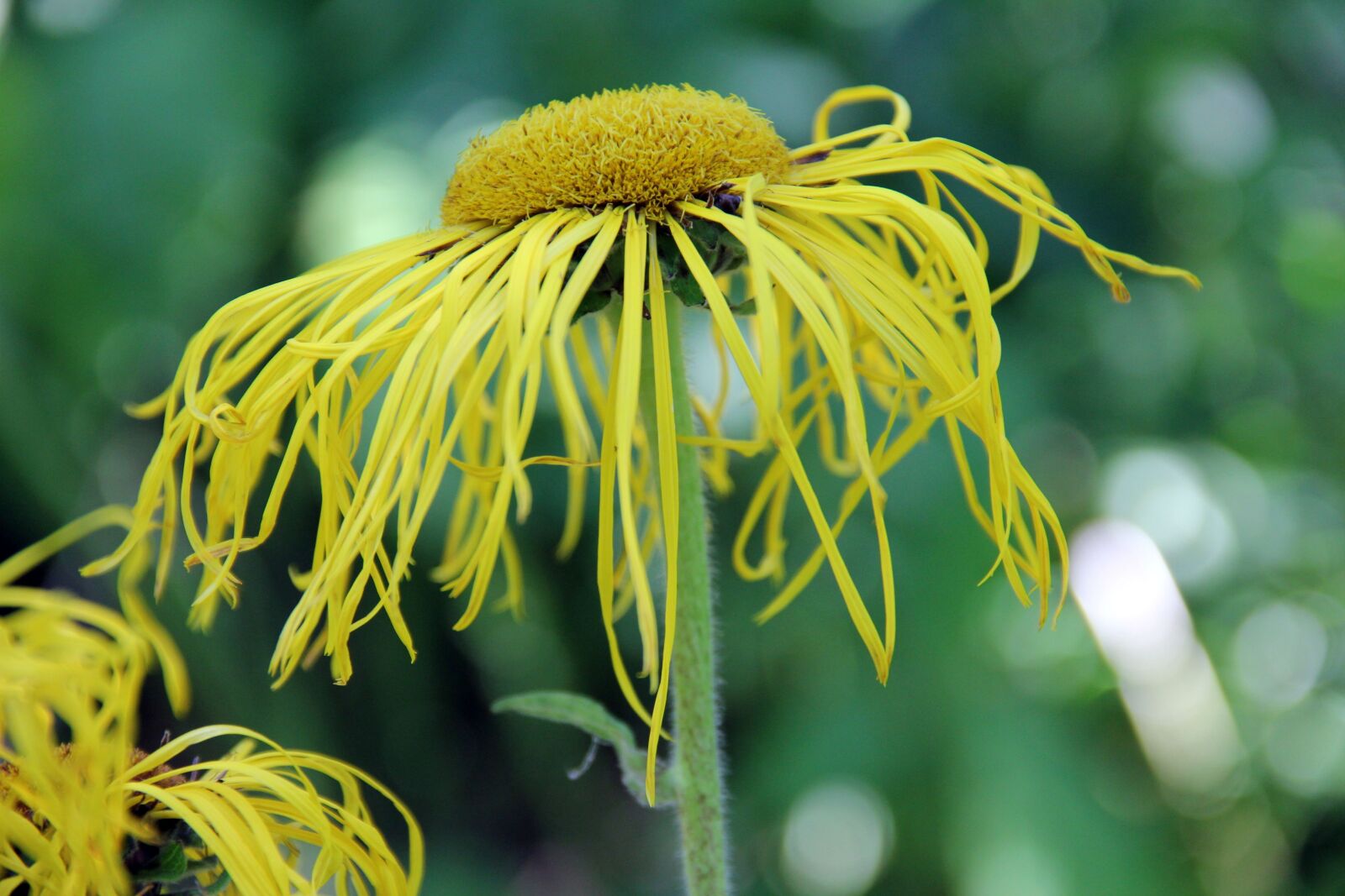 Canon EOS 550D (EOS Rebel T2i / EOS Kiss X4) sample photo. Nature, flower, blossom photography