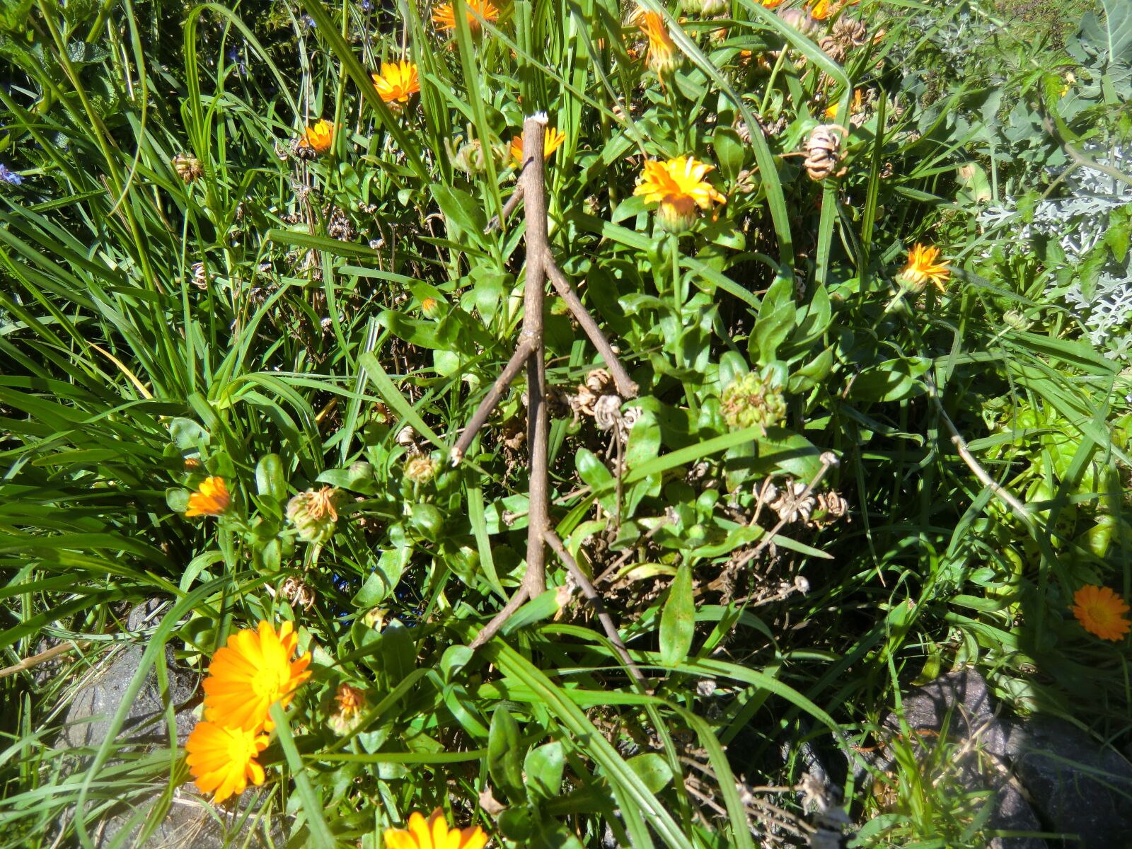 CASIO EX-H15 sample photo. Stick, green, nature photography