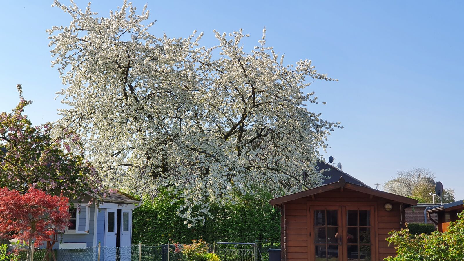 Samsung Galaxy S10+ sample photo. Cherry tree, cherry blossom photography
