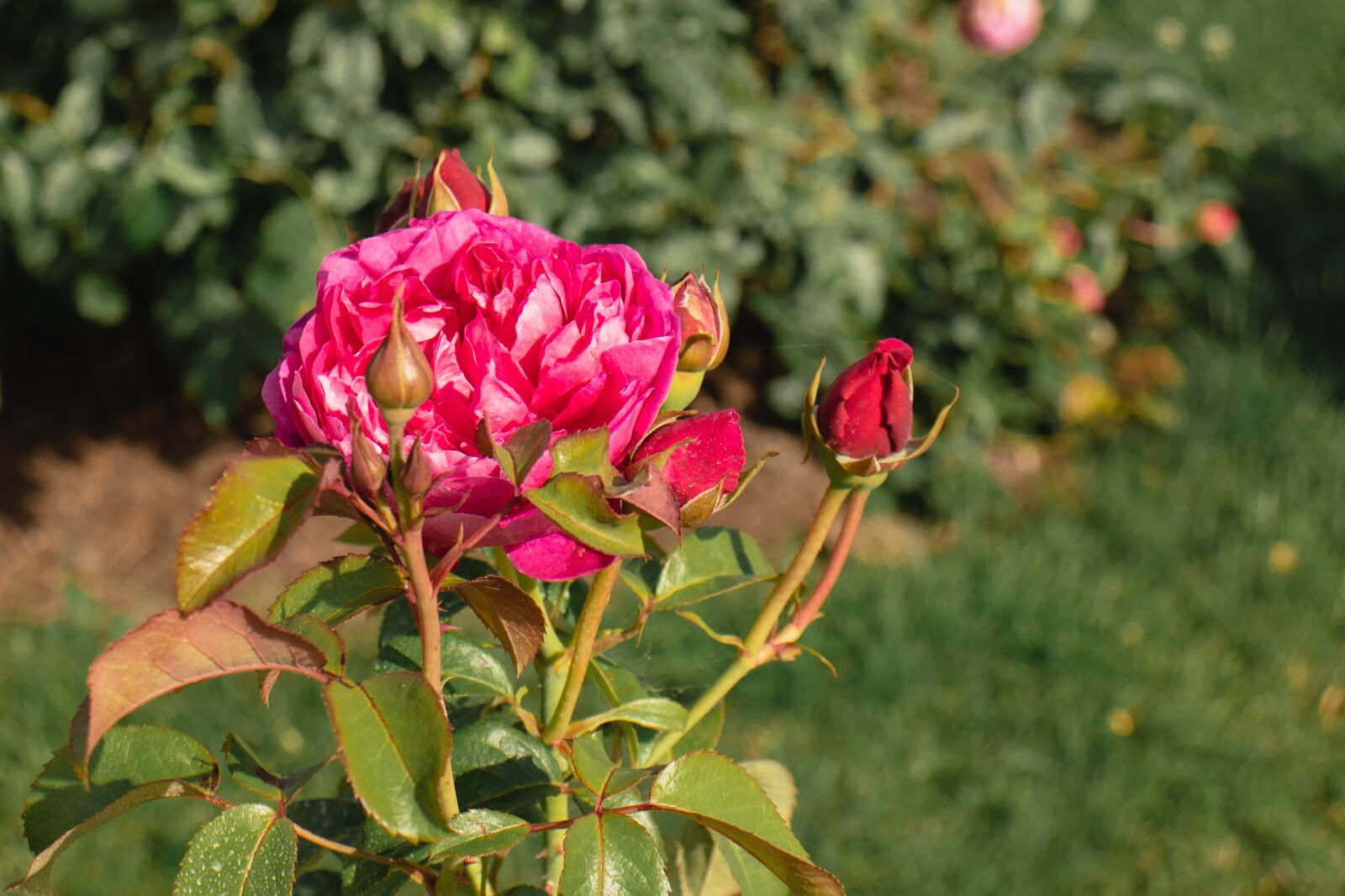 Canon EOS 77D (EOS 9000D / EOS 770D) sample photo. Rose, roses, flower photography