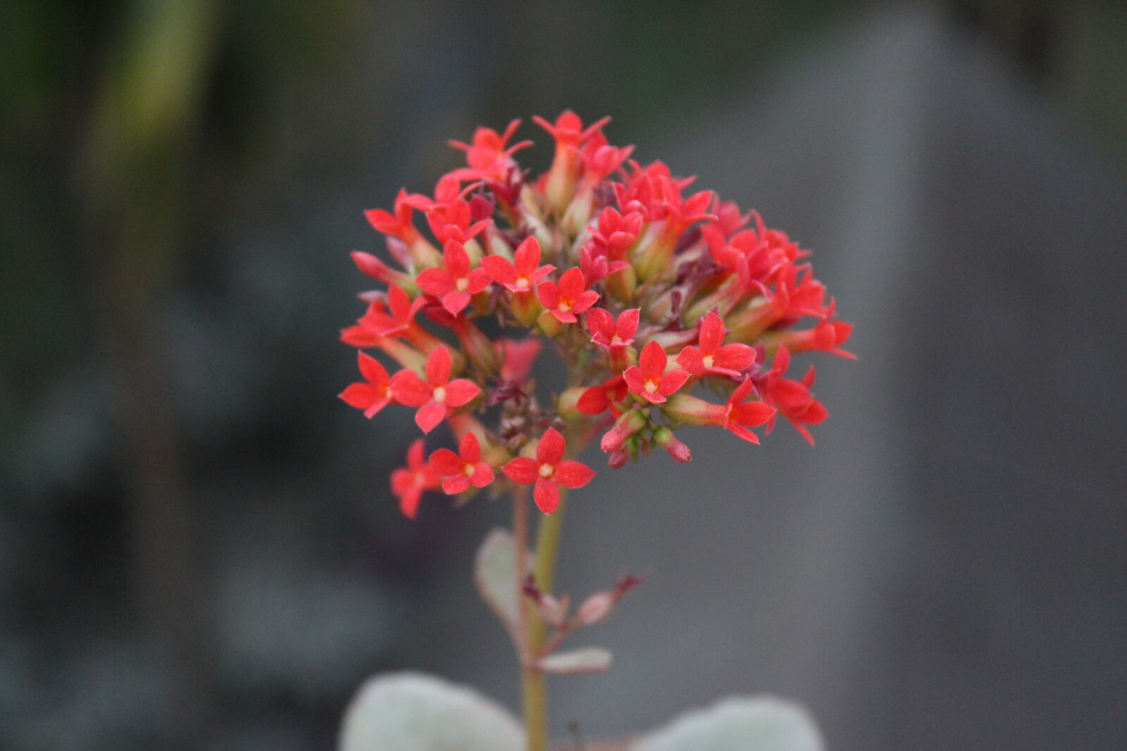 Canon EOS 700D (EOS Rebel T5i / EOS Kiss X7i) sample photo. Click, of, babl photography