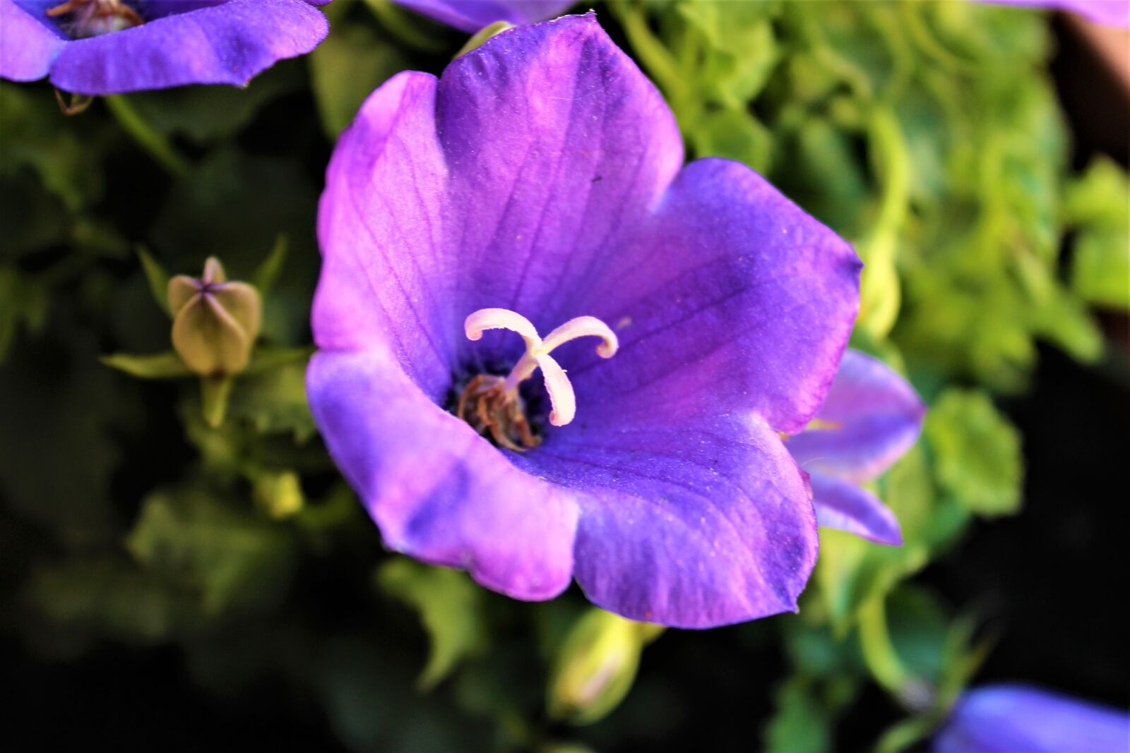 Canon EOS 1200D (EOS Rebel T5 / EOS Kiss X70 / EOS Hi) sample photo. Flower, violet, nature photography