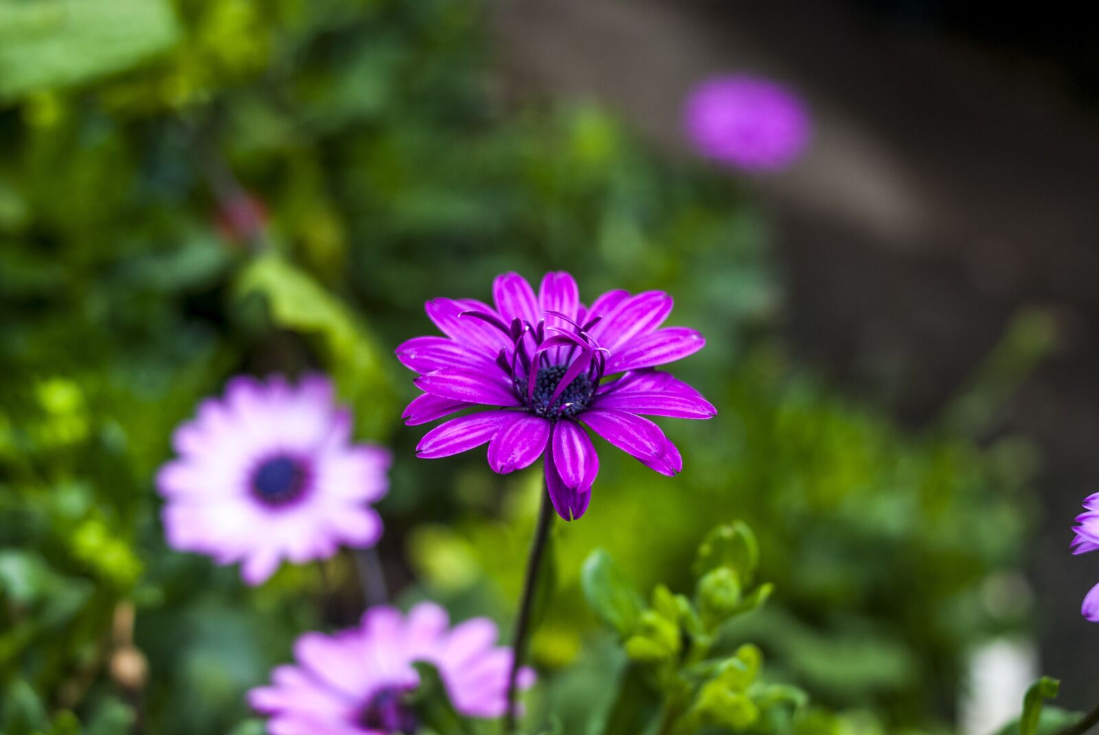 Nikon D60 sample photo. Flower, nature, plant photography