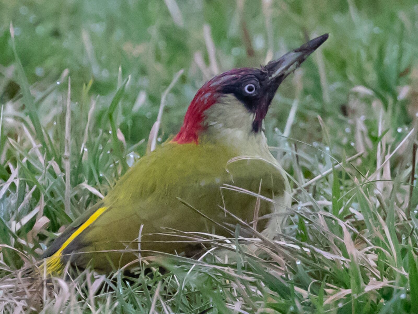 Canon EOS 7D Mark II sample photo. Green woodpecker, green, woodpecker photography
