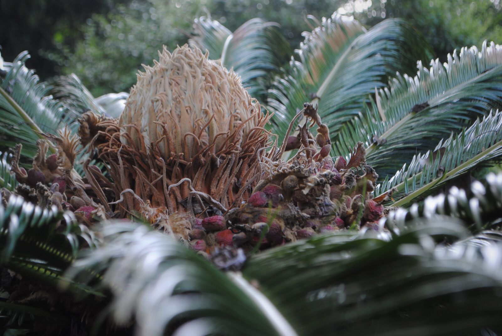 Nikon D3000 sample photo. Palm tree, tree, palm photography