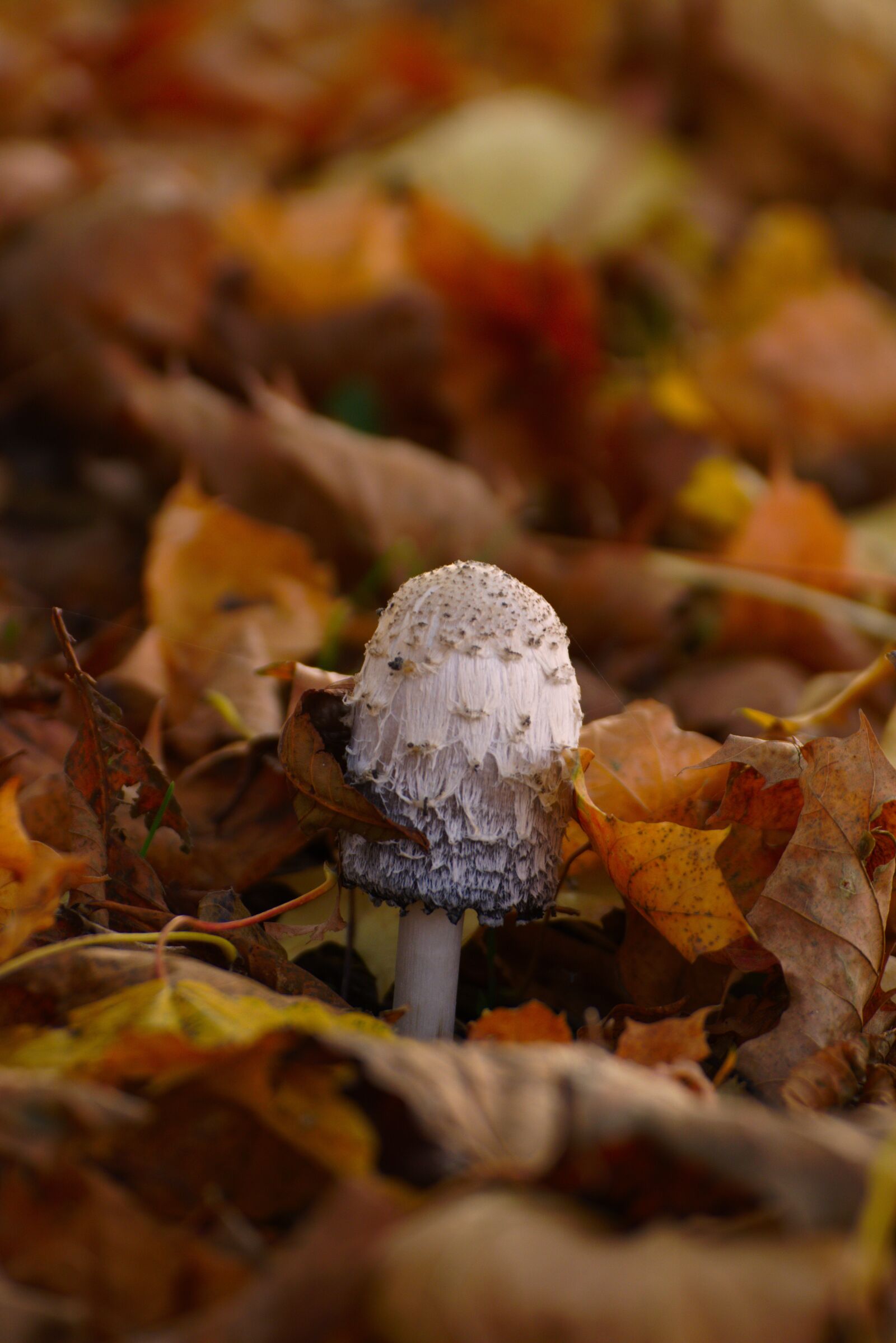 Nikon D7200 sample photo. Autumn, mushroom, forest photography