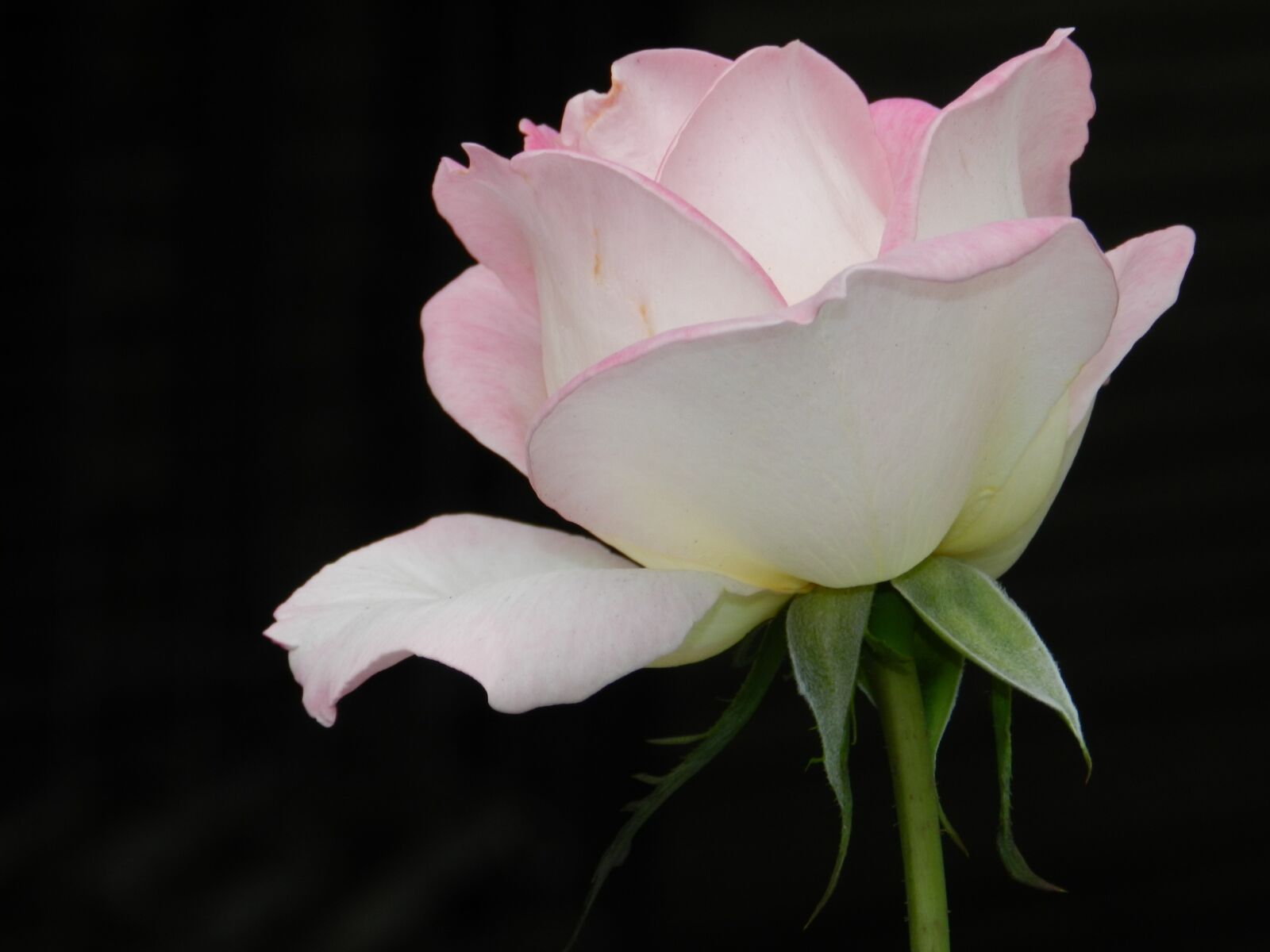 Nikon Coolpix P500 sample photo. Flower, rose, blooming photography