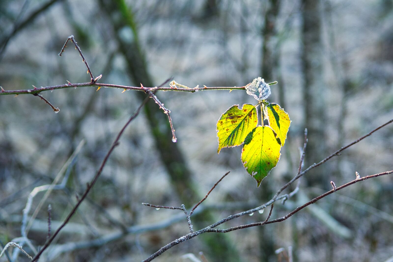 Nikon D7100 sample photo. Leaf, winter, frost photography