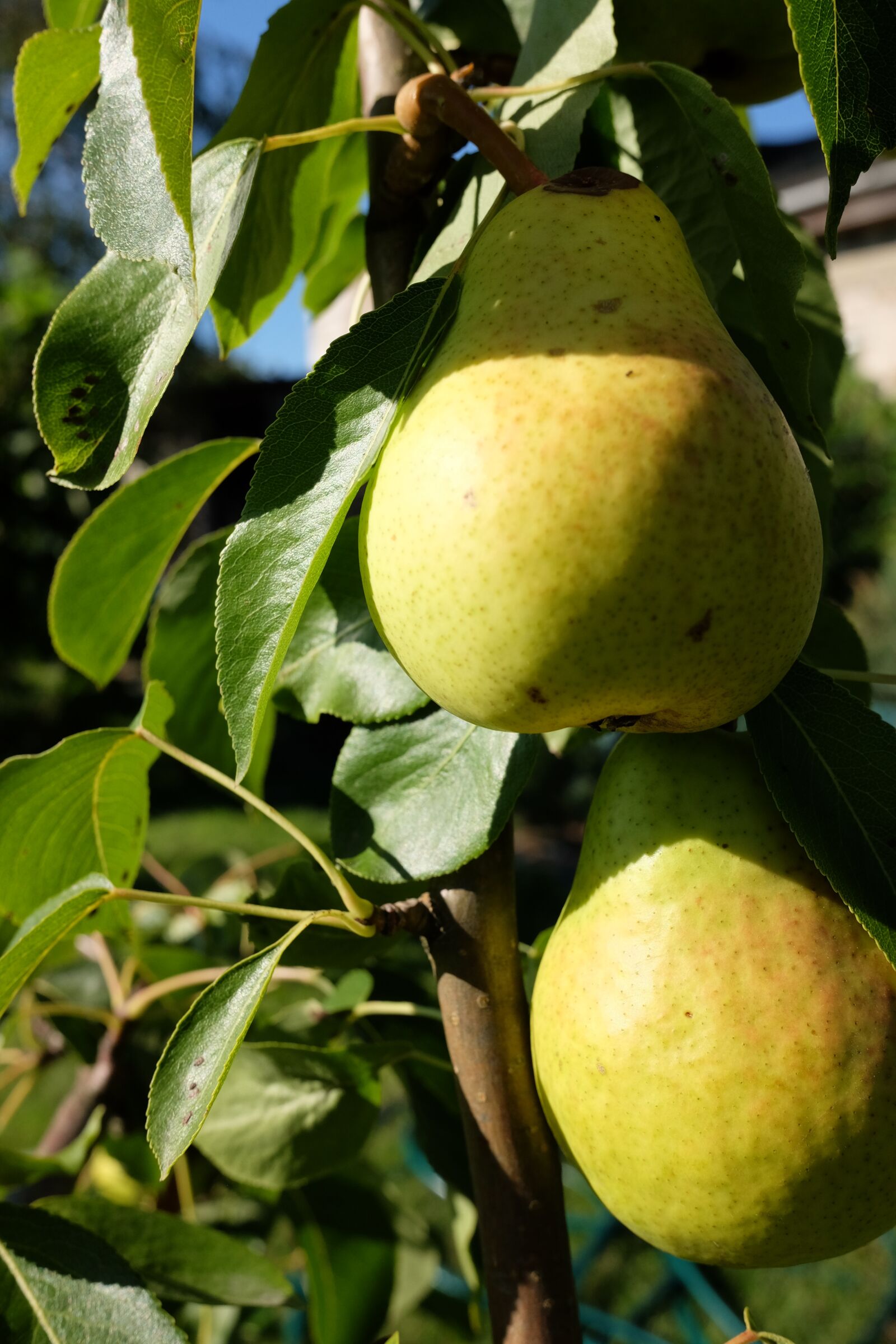 Fujifilm X70 sample photo. Pear, fruit, mature photography