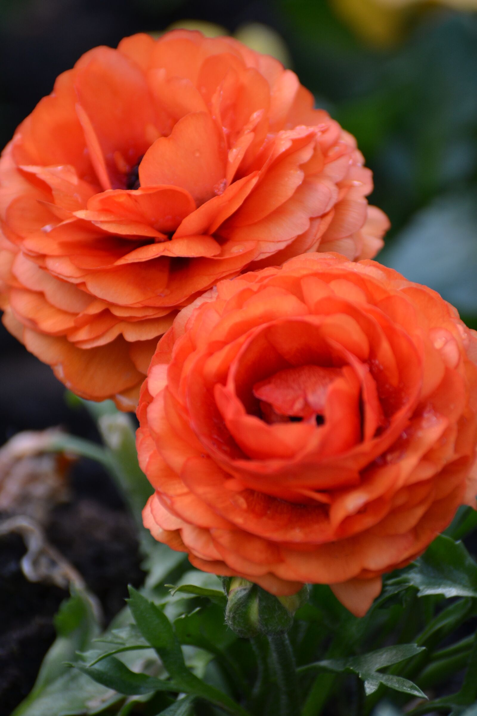 Nikon D3100 sample photo. Flower, orange, bloom photography