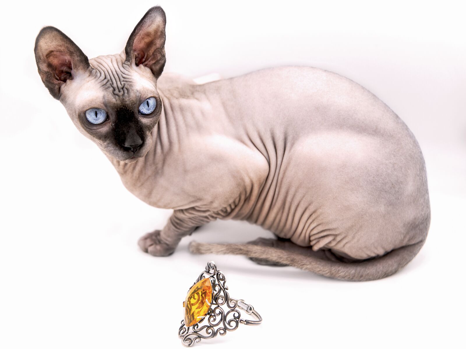 Nikon D750 sample photo. Cat, sphinx, portrait photography