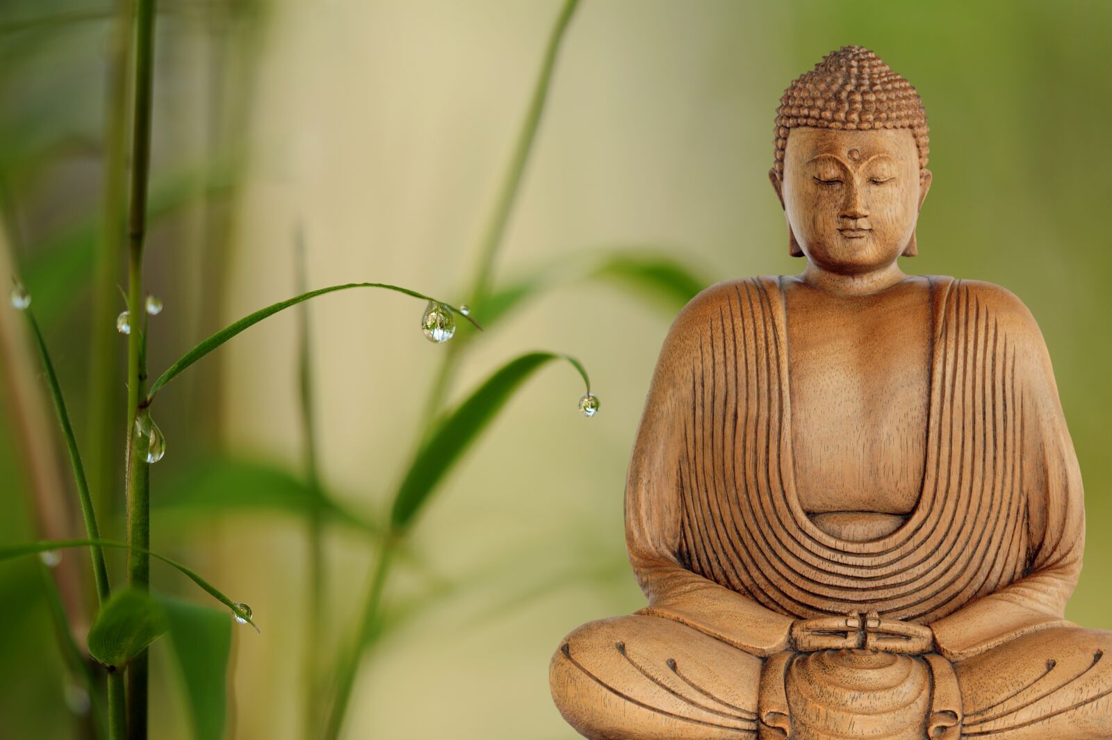 Nikon D3S sample photo. Wellness, reed, relaxation photography