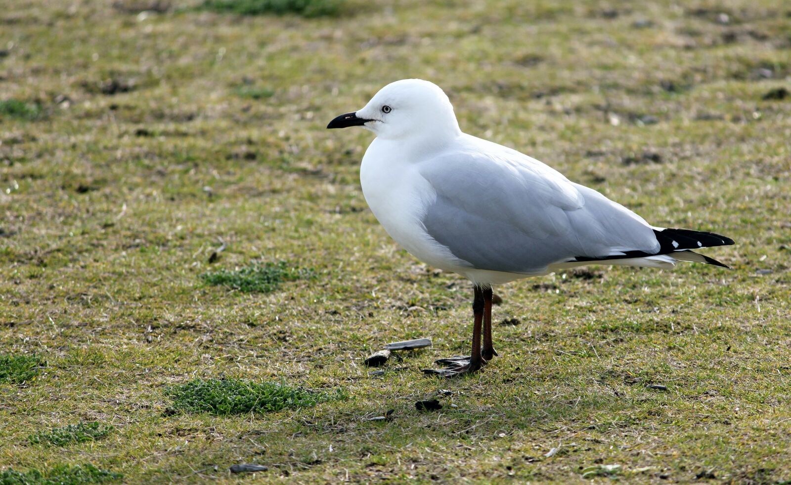 Canon EOS 500D (EOS Rebel T1i / EOS Kiss X3) sample photo. Seagull, bill, close up photography
