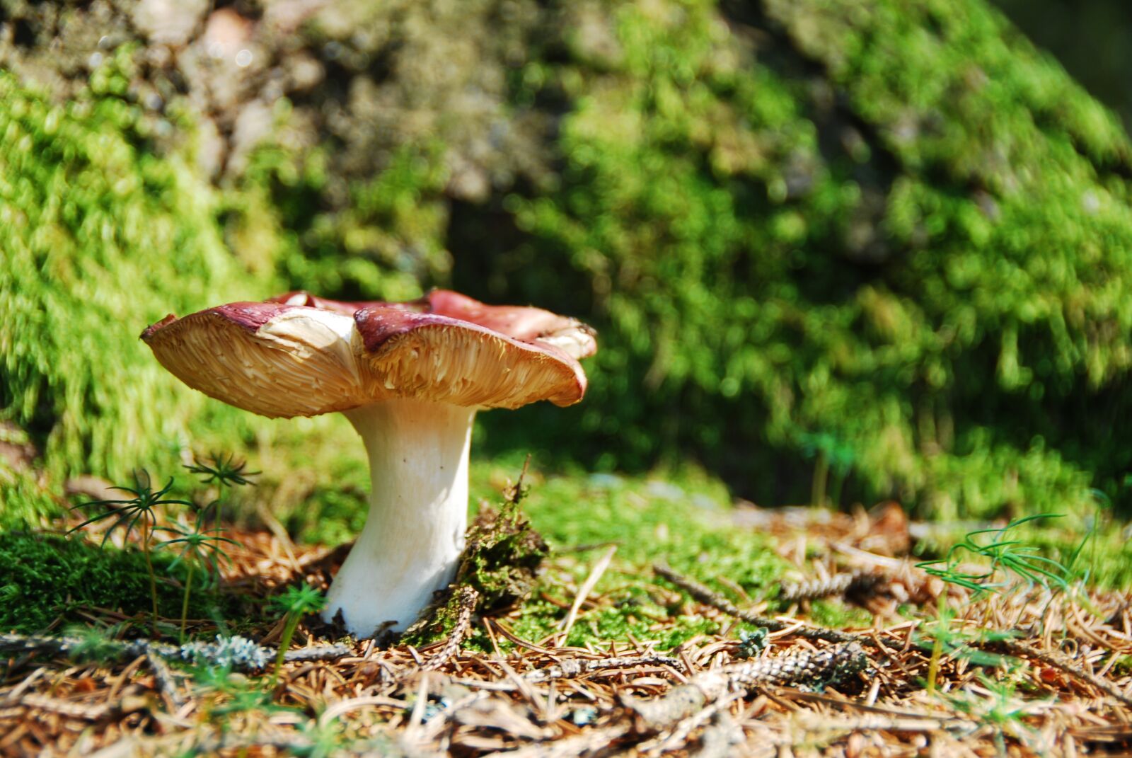 Nikon D80 sample photo. Ockerbl ttriger zinnobert ubling photography