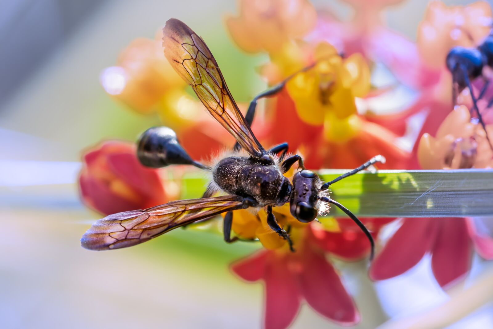 Canon EF 100mm F2.8L Macro IS USM sample photo. Insect, flying ant, nature photography