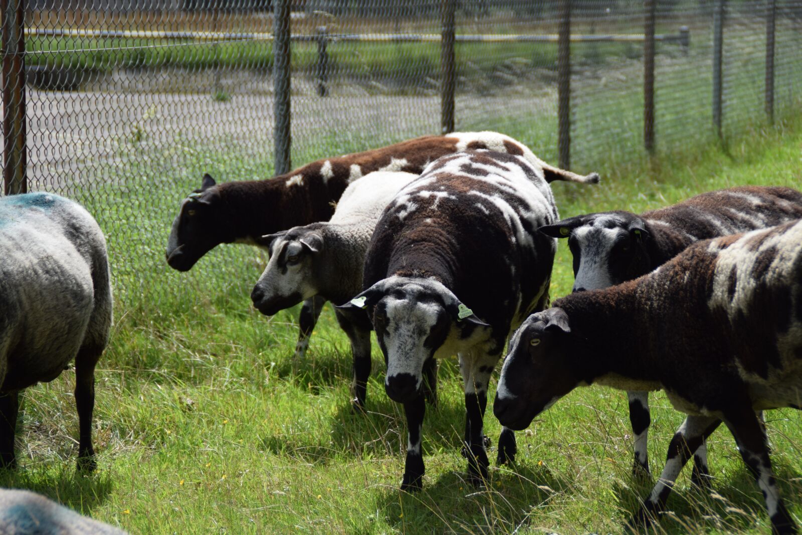 Nikon D3300 sample photo. Sheep, pasture, nature photography