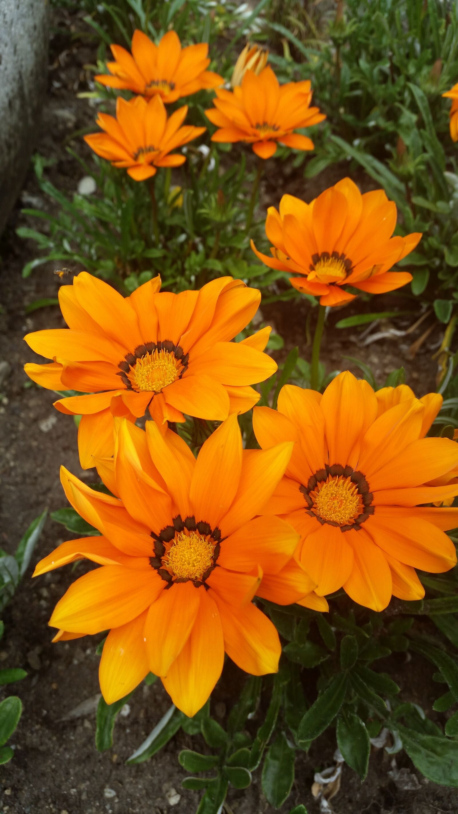 Samsung Galaxy S5 sample photo. Flower, orange, garden photography