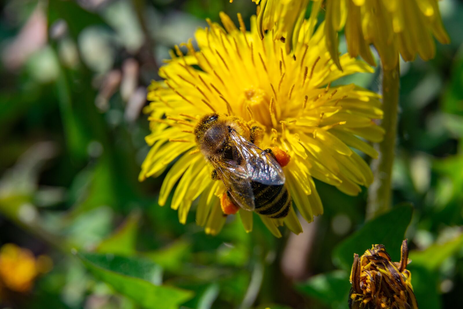 Nikon D3300 sample photo. Bee, flower, spring photography