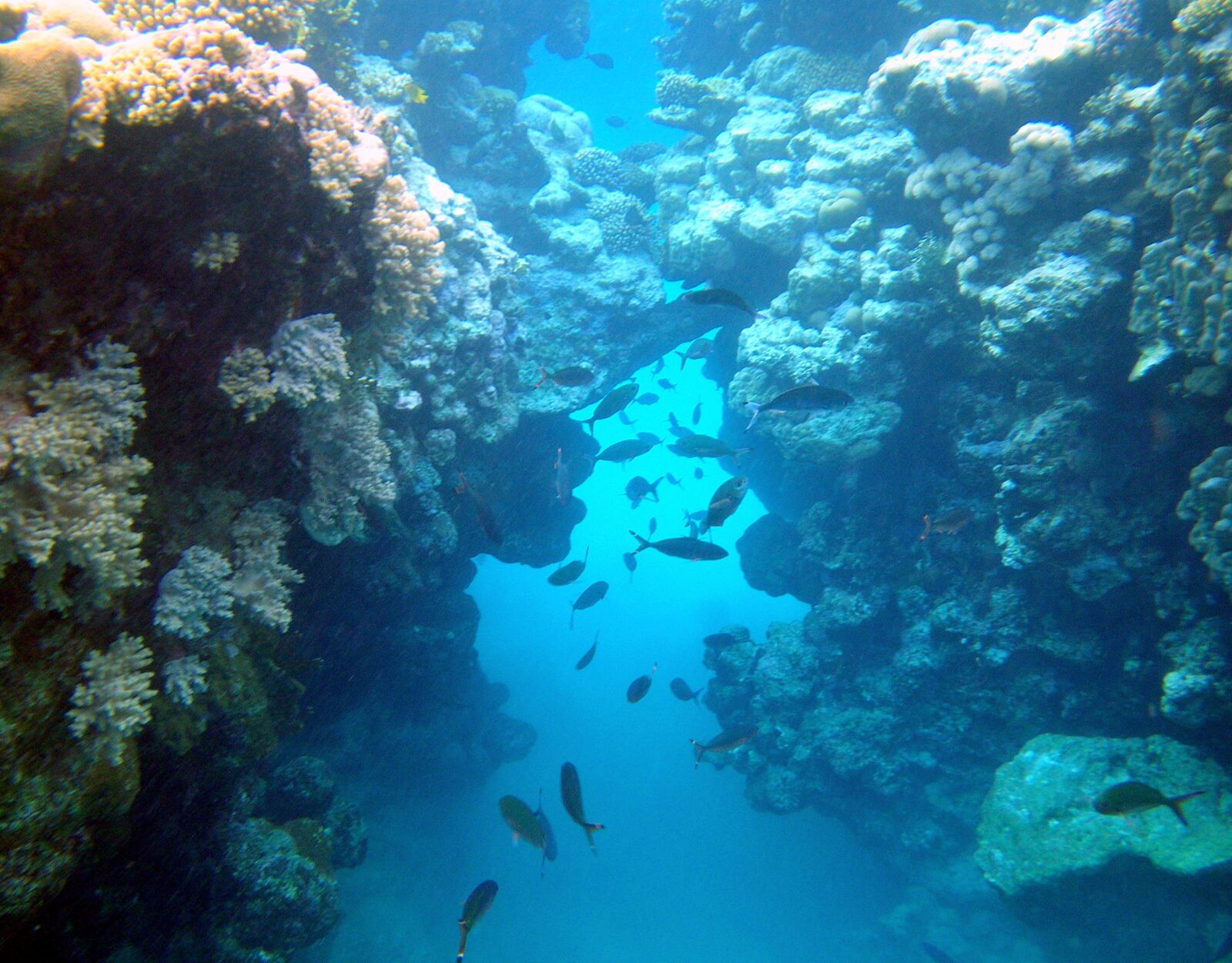 Pentax Optio W60 sample photo. Egypt, red, sea photography